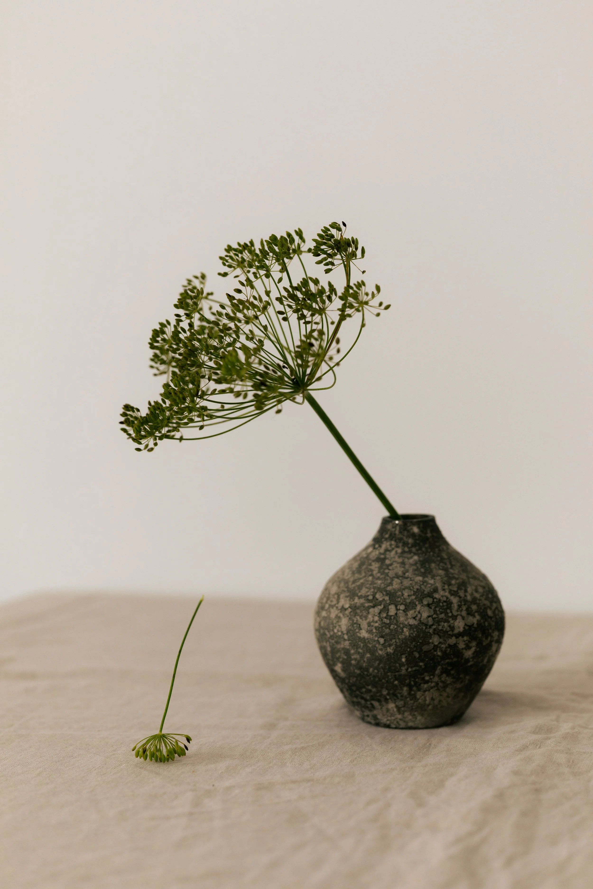 A small, textured dark gray vase holding a single green floral arrangement with delicate, umbrella-shaped clusters of tiny green leaves, sitting on a light-colored surface against a plain white background.