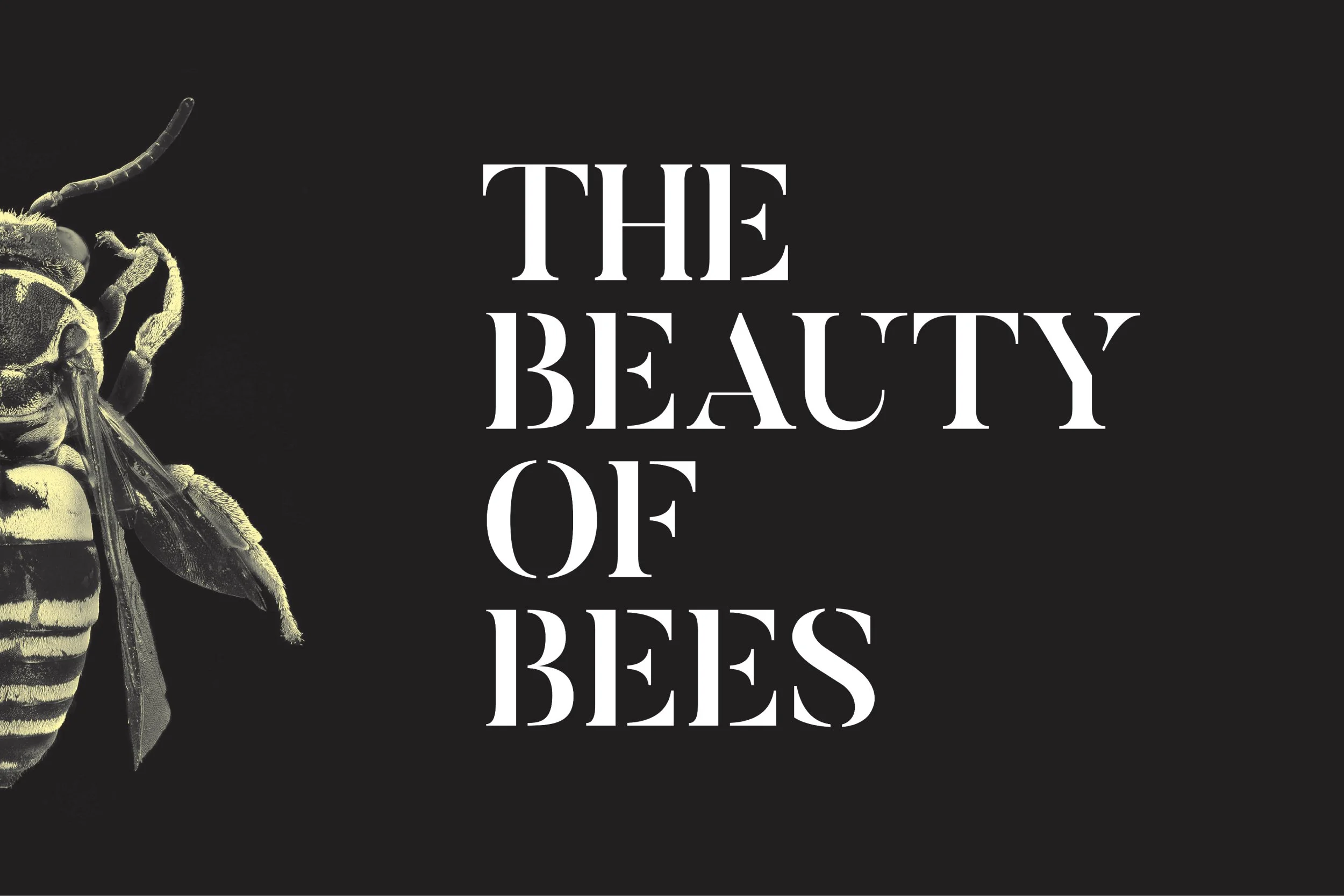 The Beauty of Bees