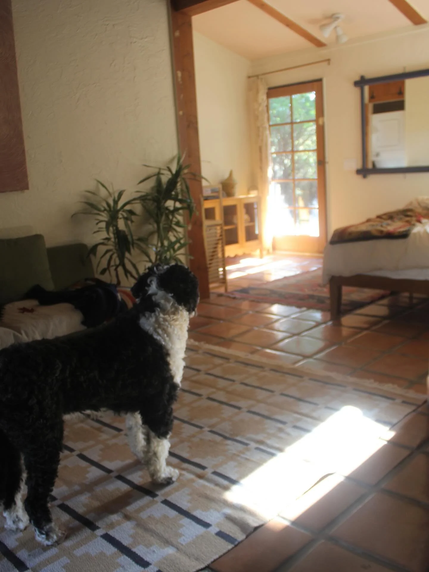 We love pets! We make a point of only using cleaning products and ingredients that are safe for pets. Natural does not necessarily mean pet safe, so it&rsquo;s important to research before use. If you&rsquo;re interested in a pet friendly cleaning fo