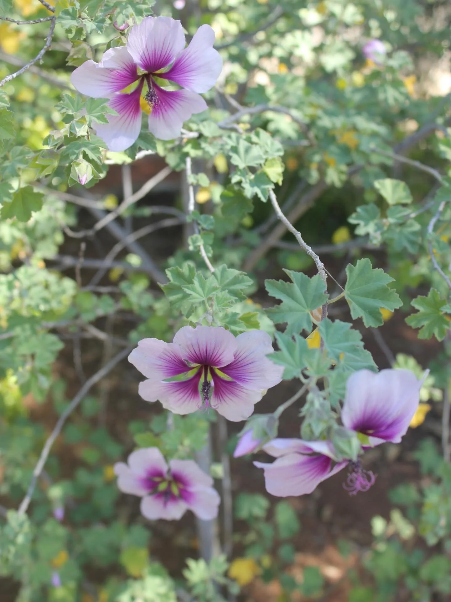 We are booking for February! January has been fantastic with meeting new clients, and I am so fortunate so have such a wonderful base of regular clientele. Please inquire if you&rsquo;re in the north county San Diego area and might be interested in a