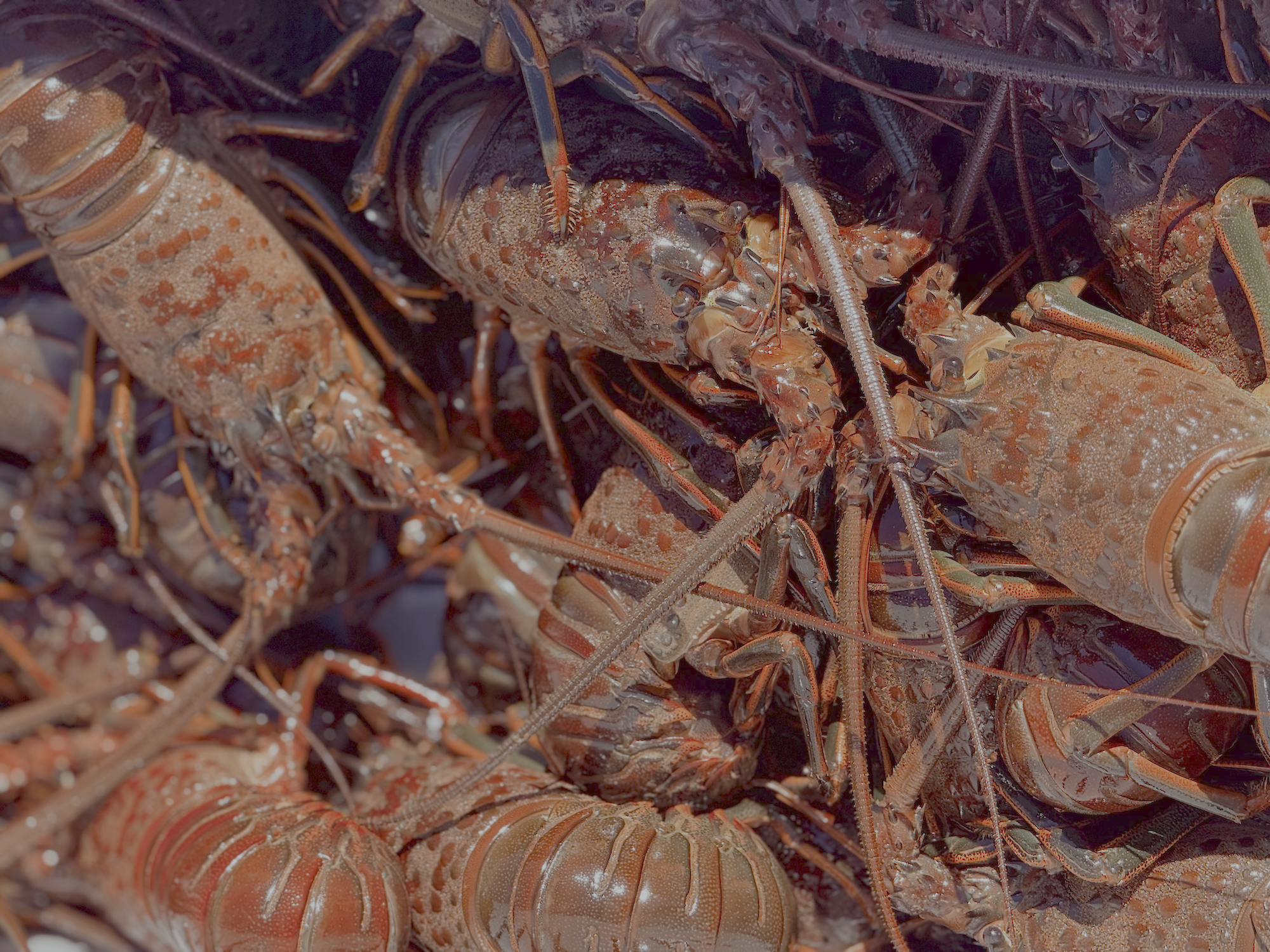 Close-up of red lobsters piled together on the beach.