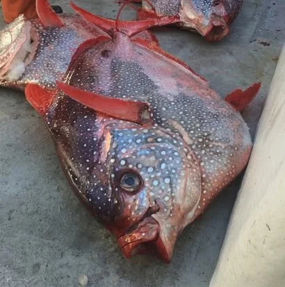 A large fish with vibrant coloration and spotted pattern lying on a flat surface.