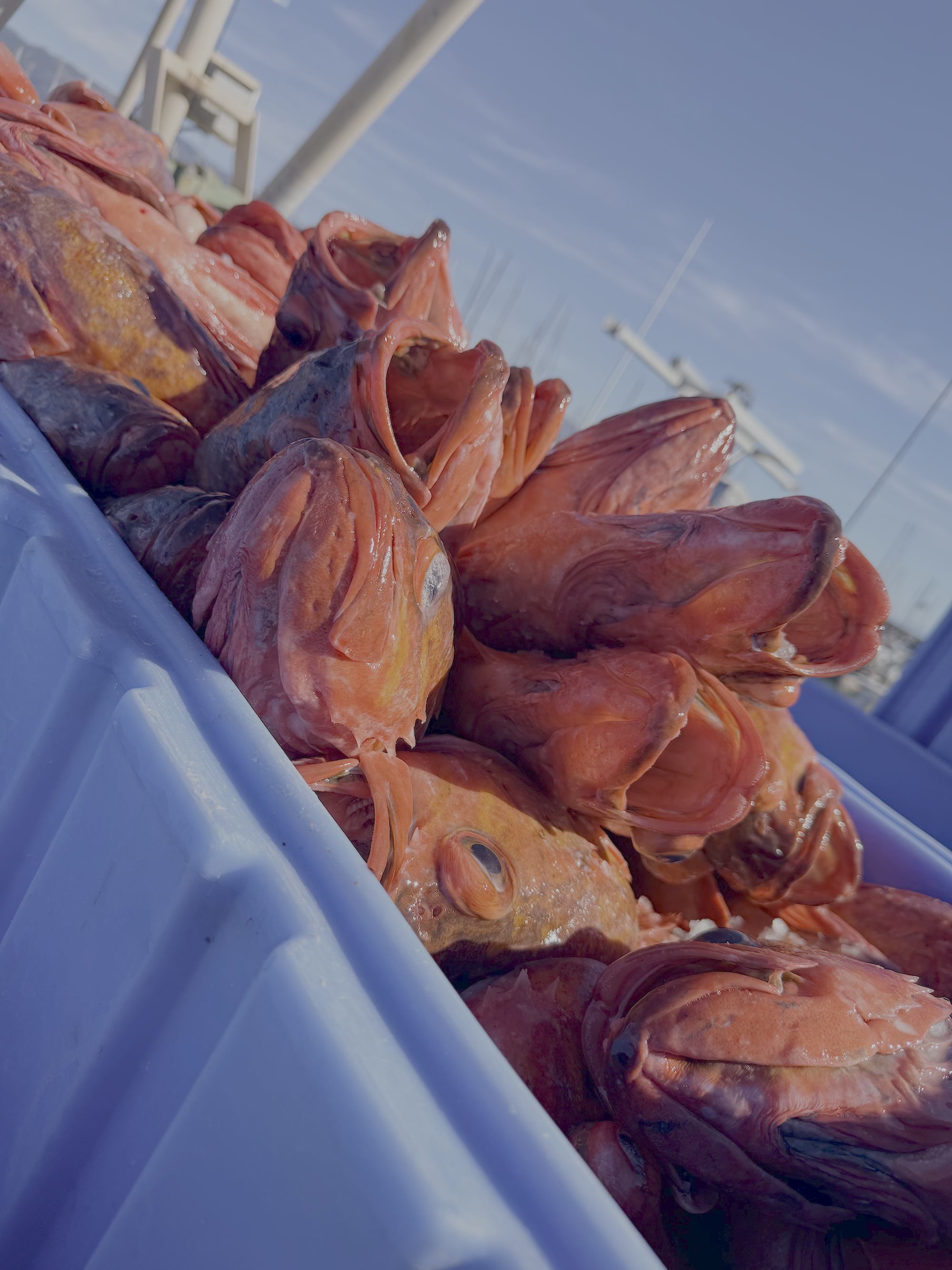 Fresh red fish laid out outdoors in a container, ready for sale or preparation.