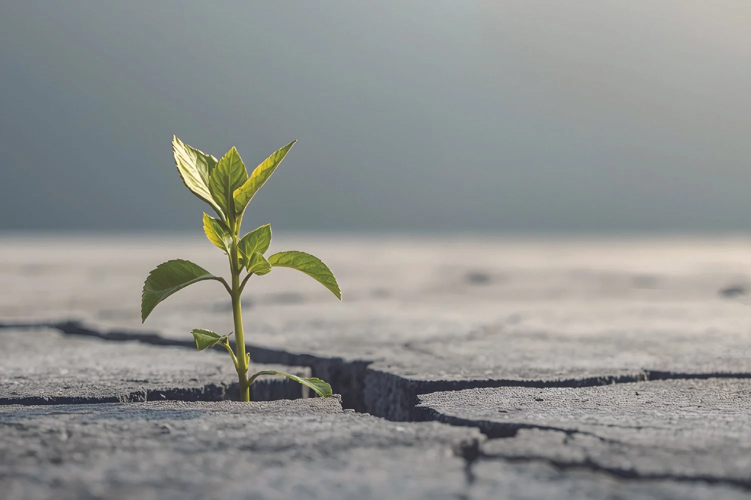 A seedling emerging from cracked, dry earth