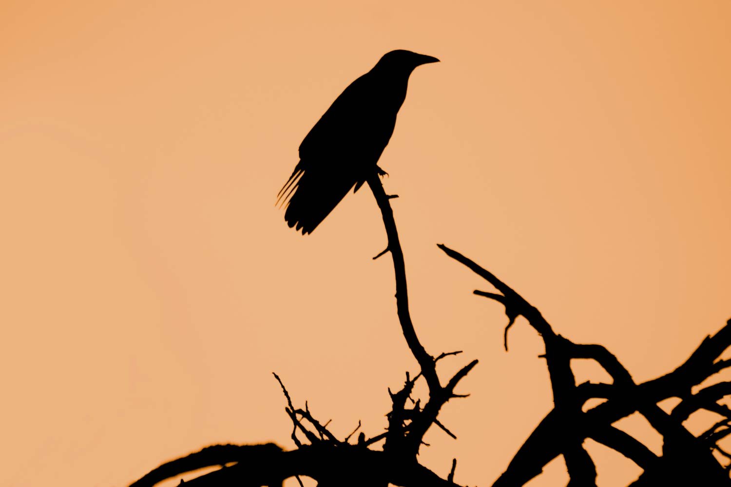 Memento Mori: Extracting Profound Meaning from Art
