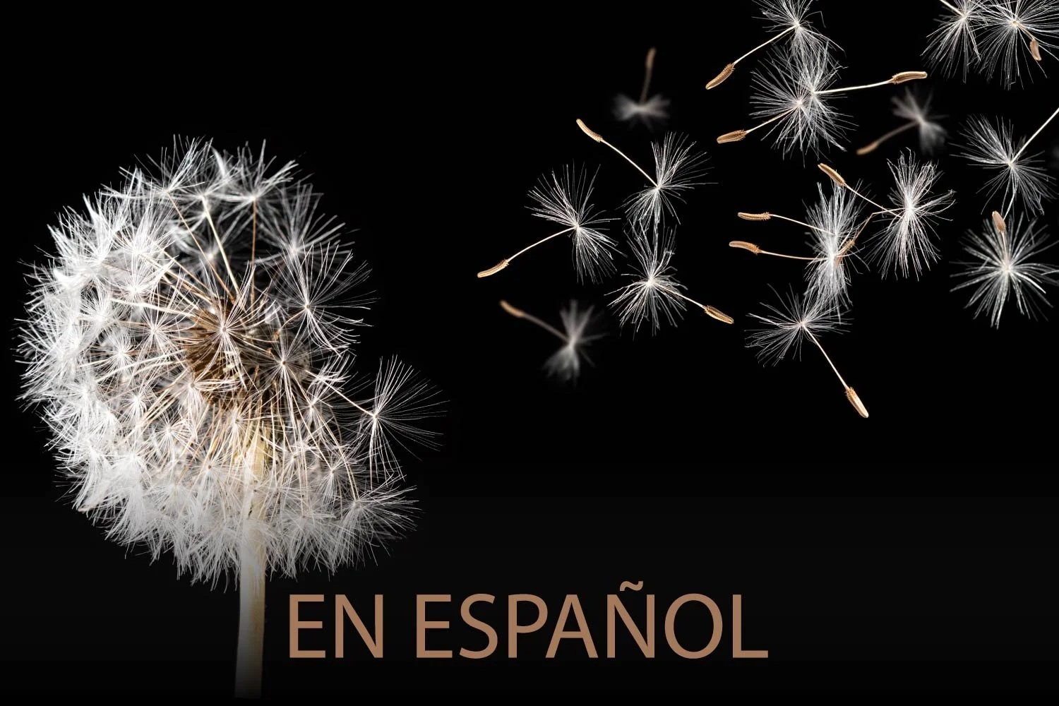 Semillas de diente de león volando con el viento