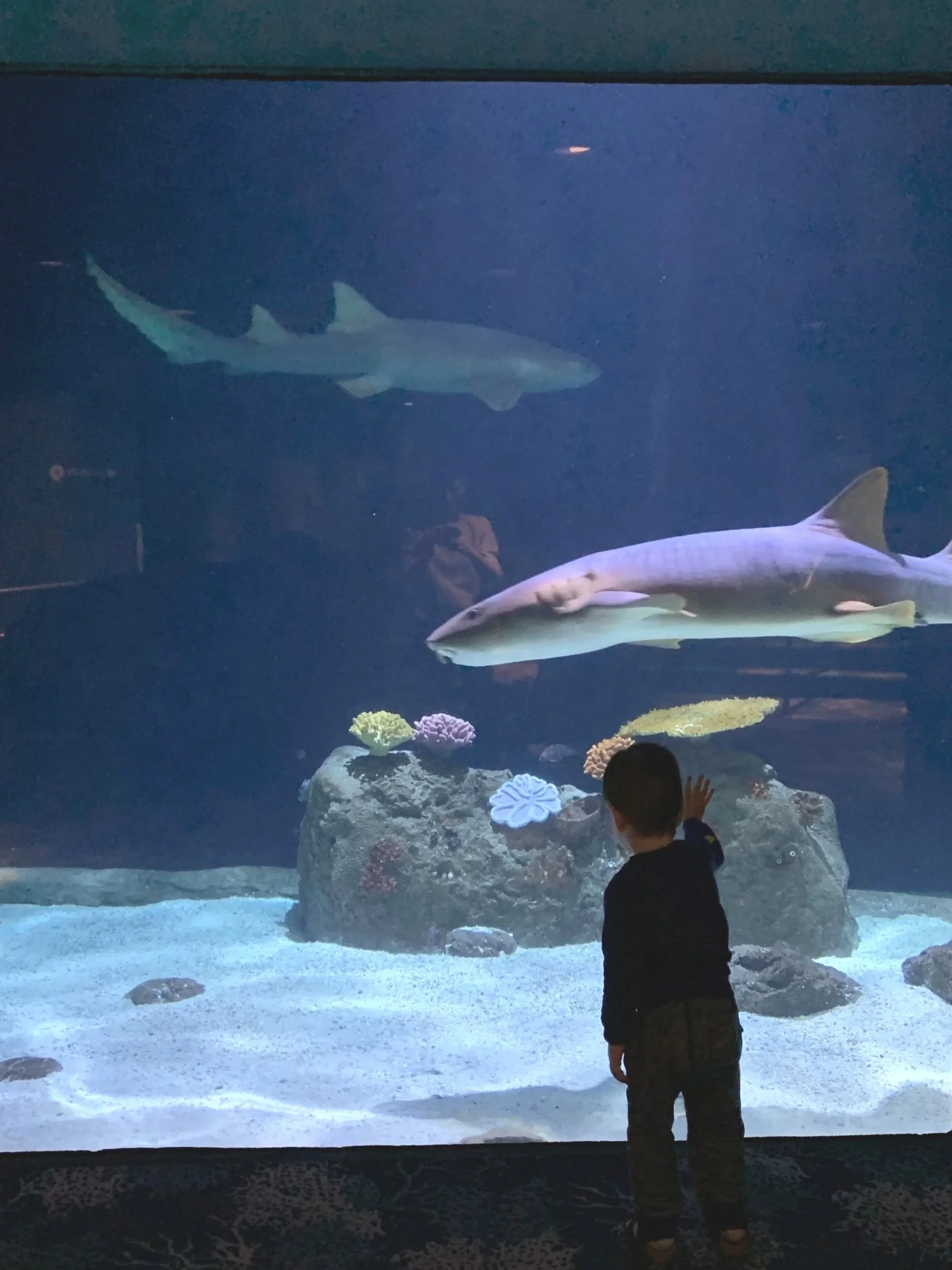 A young boy in a dark shirt and pants is standing in front of an aquarium tank with sharks swimming inside. The boy is reaching out towards the tank, seemingly reaching out to the sharks.