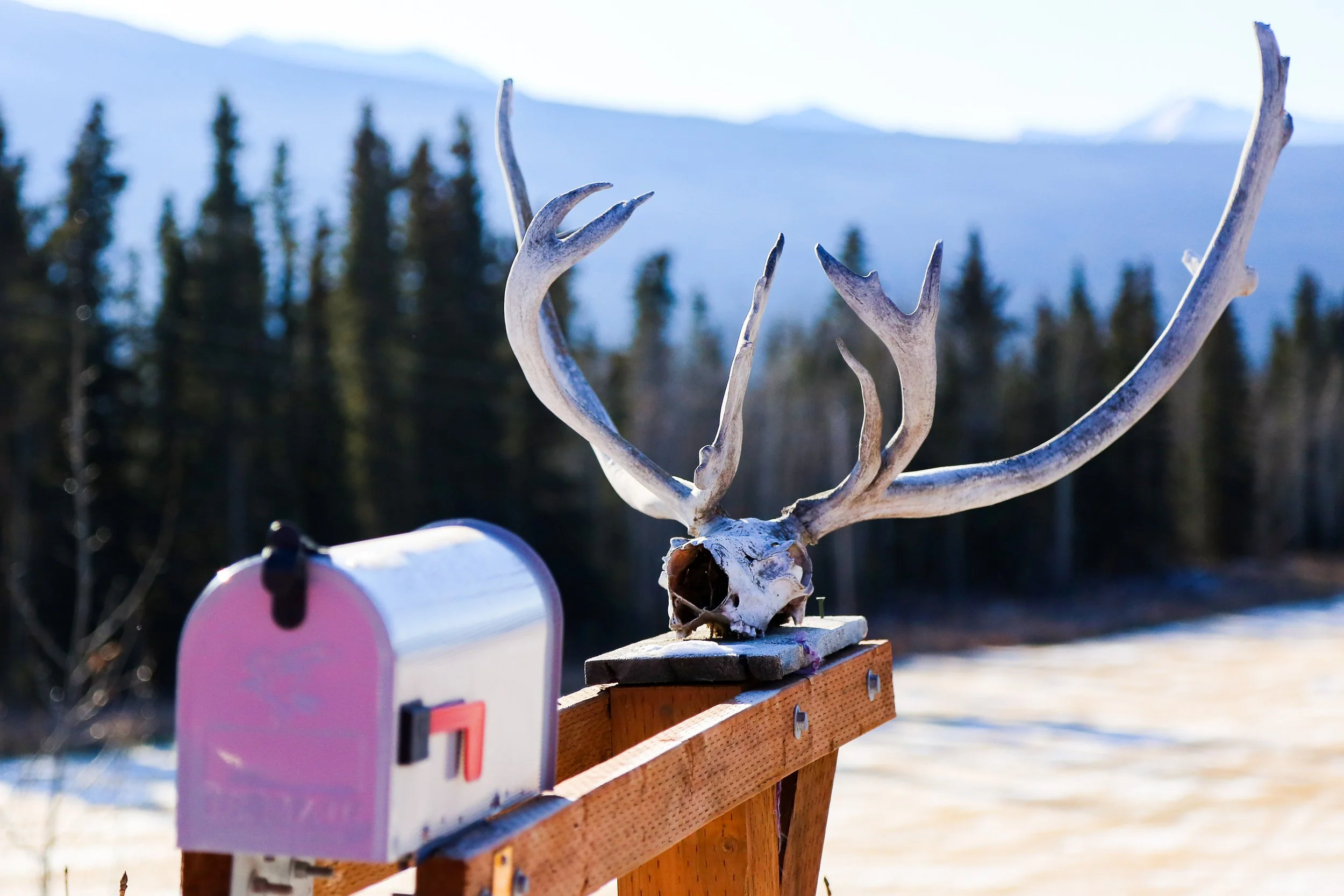 Caribou skull with antlers placed on a rural mailbox, with a mountain and forest background under a clear sky.