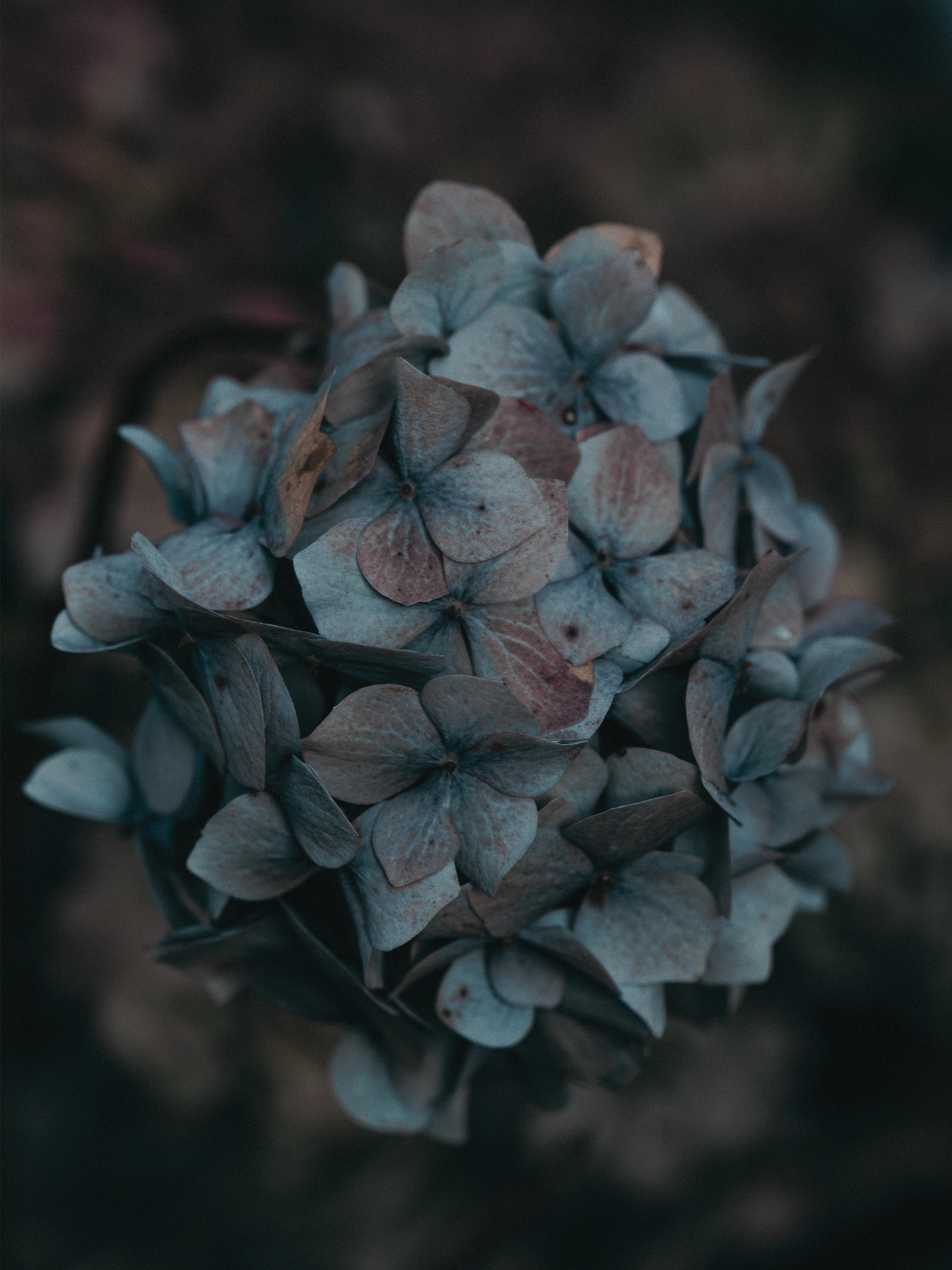 Cluster of dried, faded blue and pink hydrangea flowers.