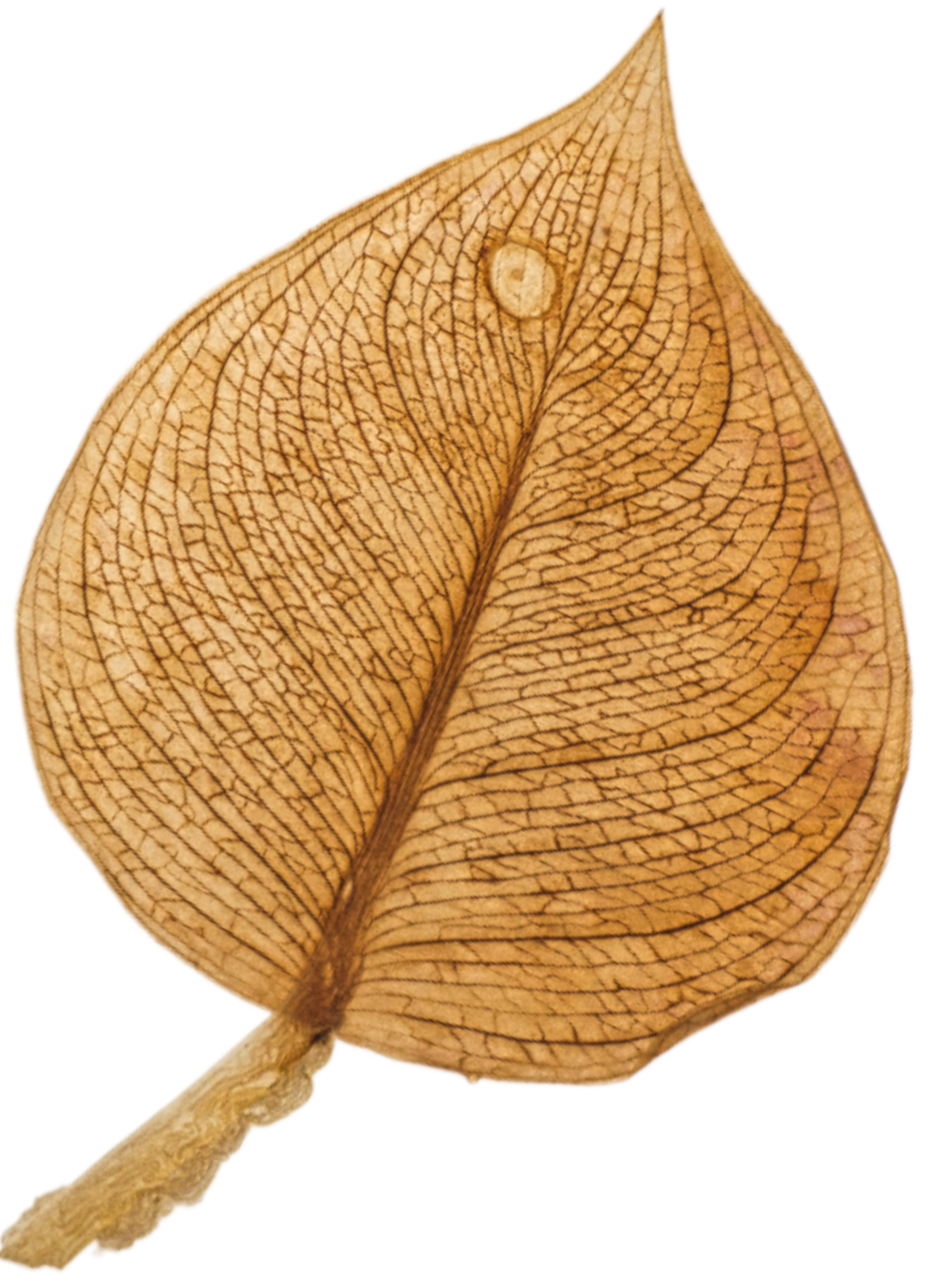 A dry, brown, veined leaf with a pointy tip and a short stem.