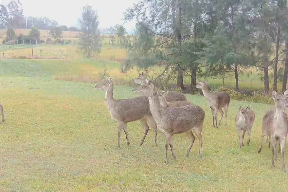 Vertebrae Pest Control Services - Non Rural Lands - Day Rate