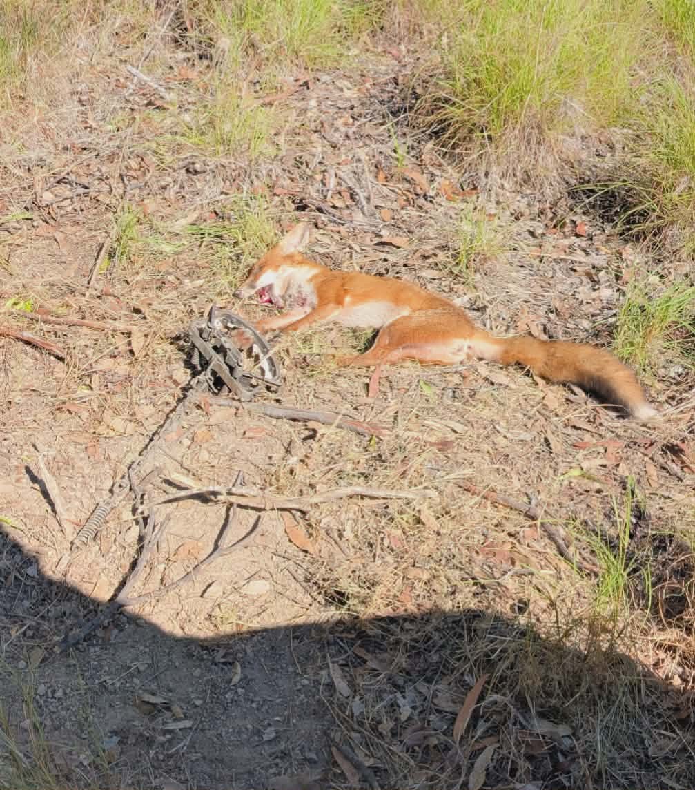 Trap Hire - Day Rate