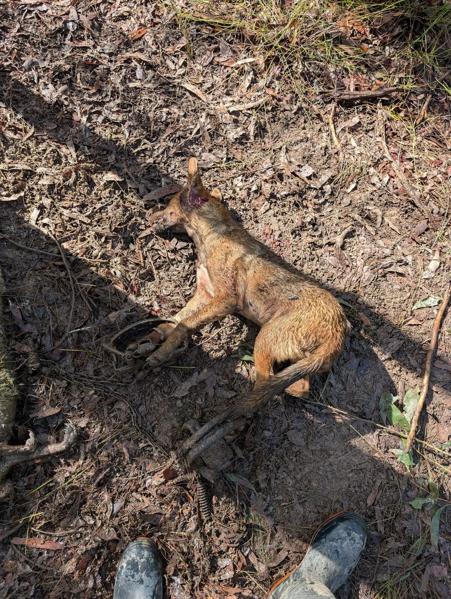 Wild Dog and Fox Trapping Services