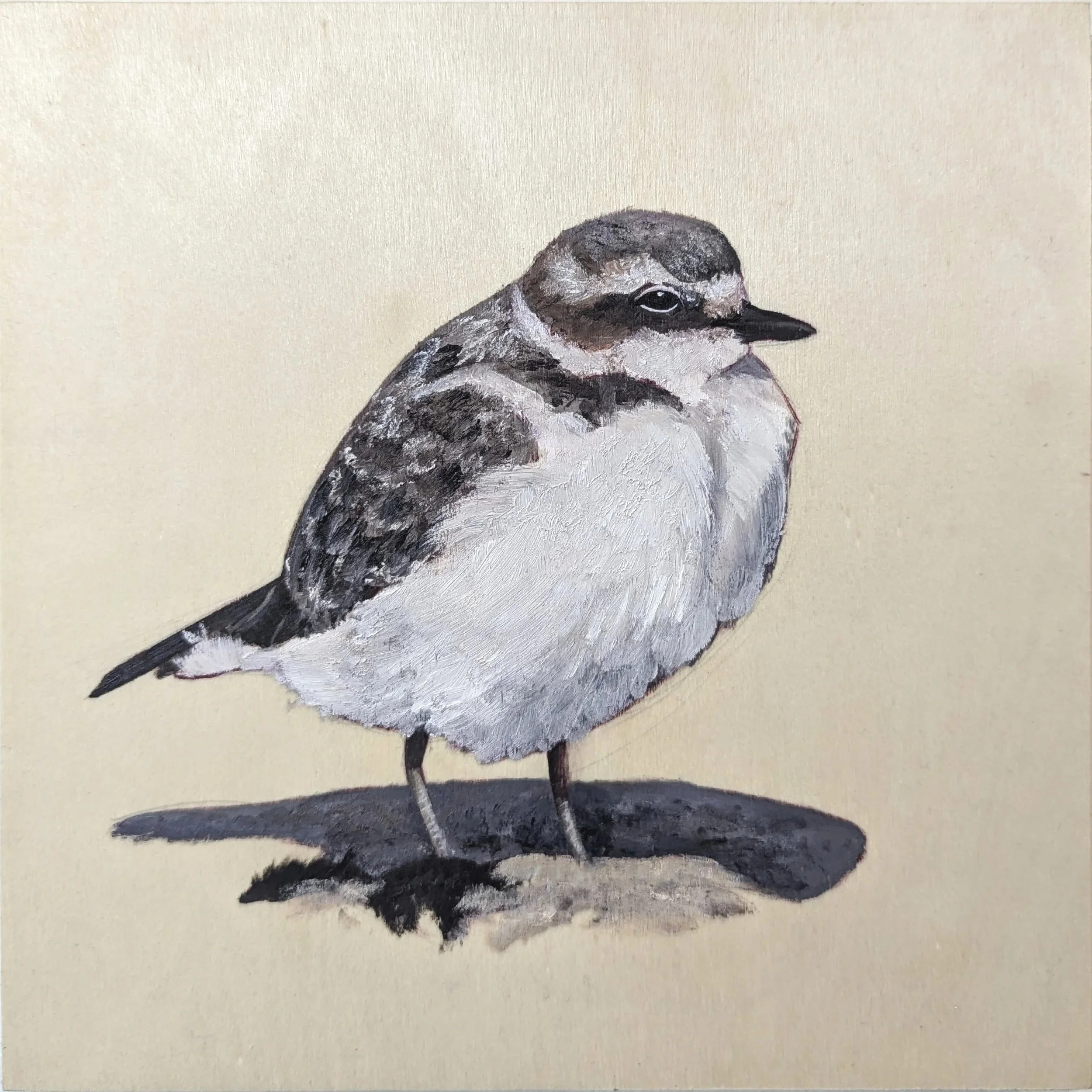  Charadrius nivosus  Western Snowy Plover 
Oil on cradled wood