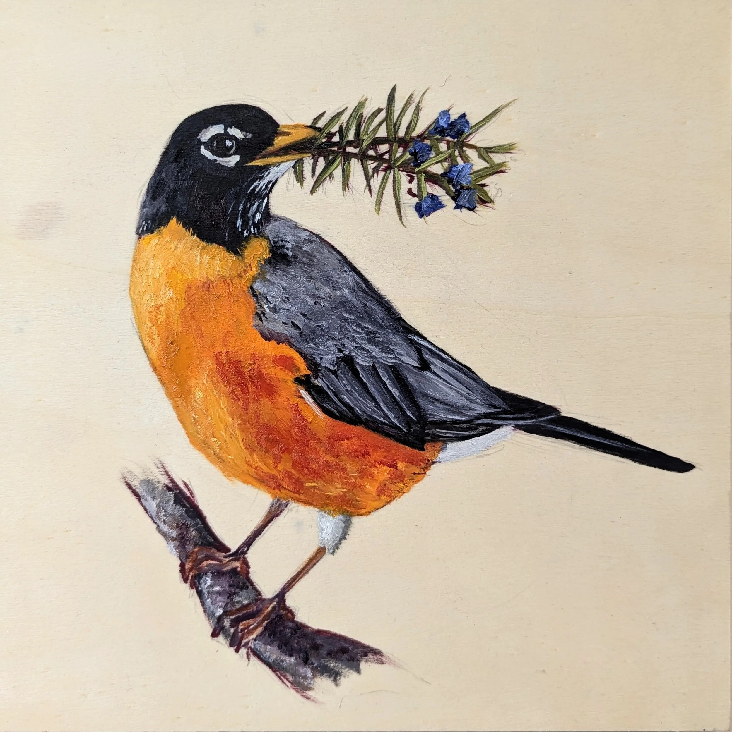  Turdus migratorius  American Robin 
Oil on cradled wood