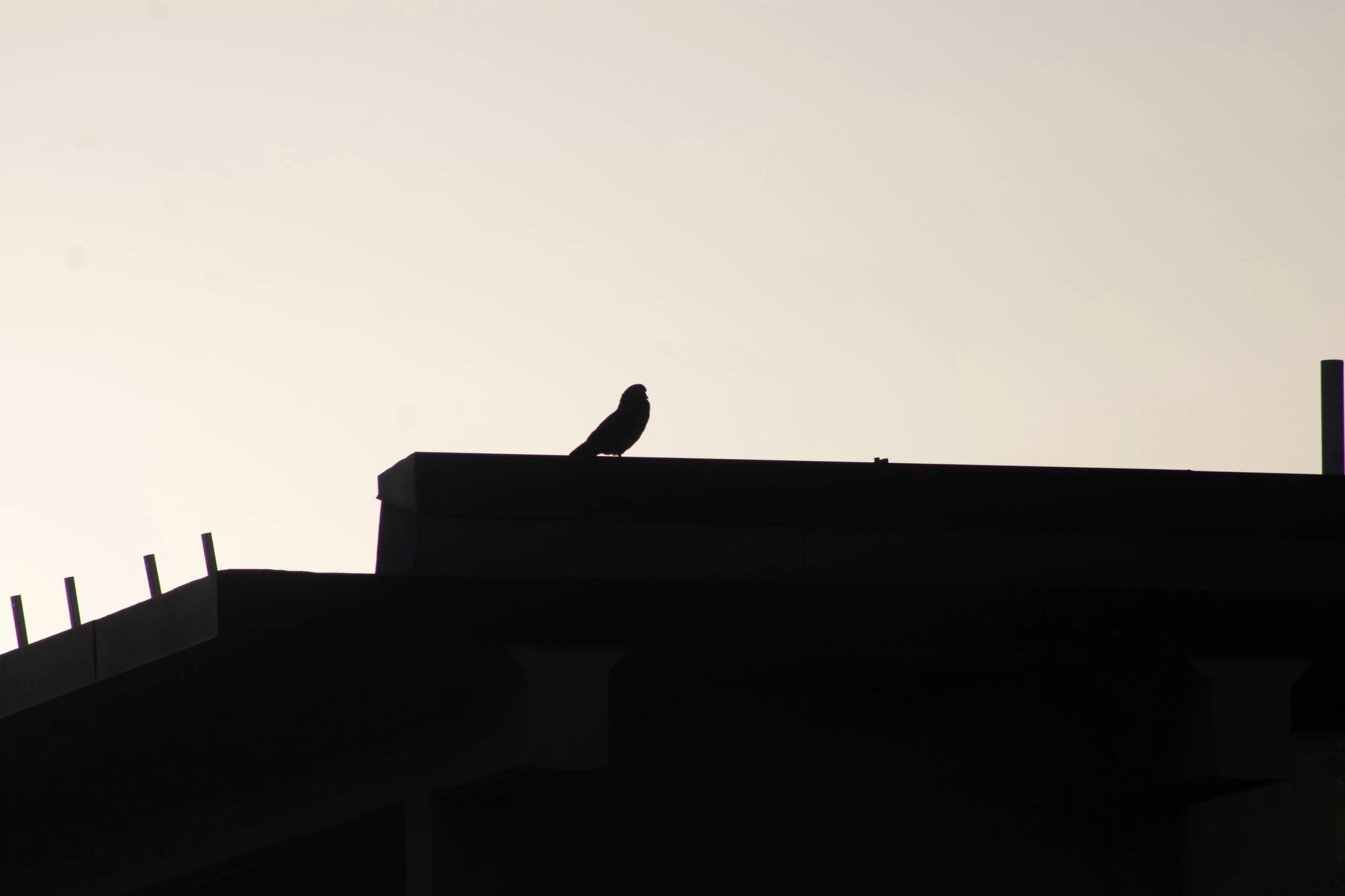 IMG_5502.jpg