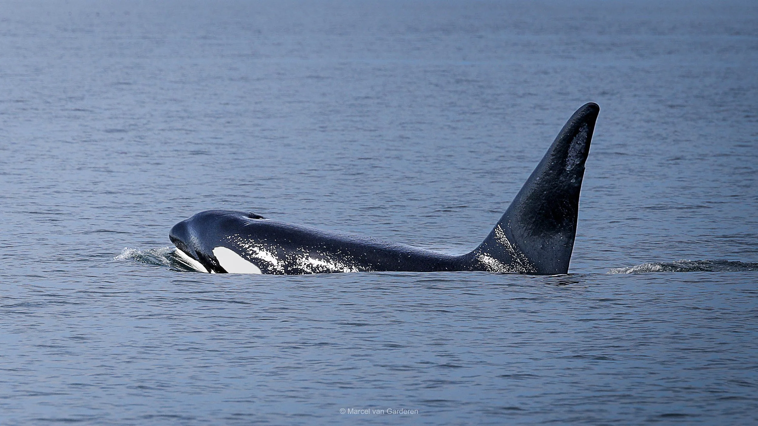 2023 Orca.jpg