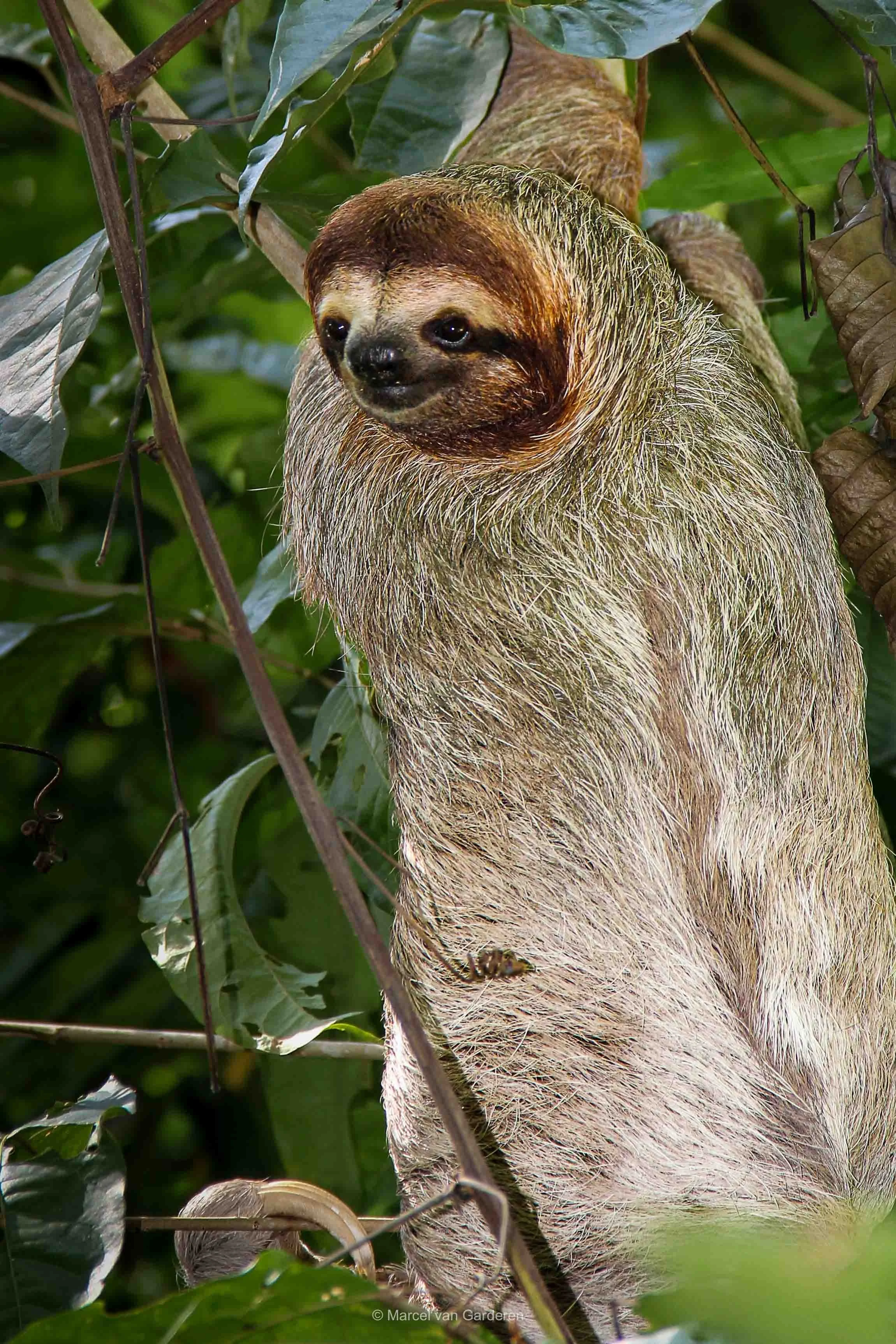 A sloth hanging on a tree among green leaves in a jungle.