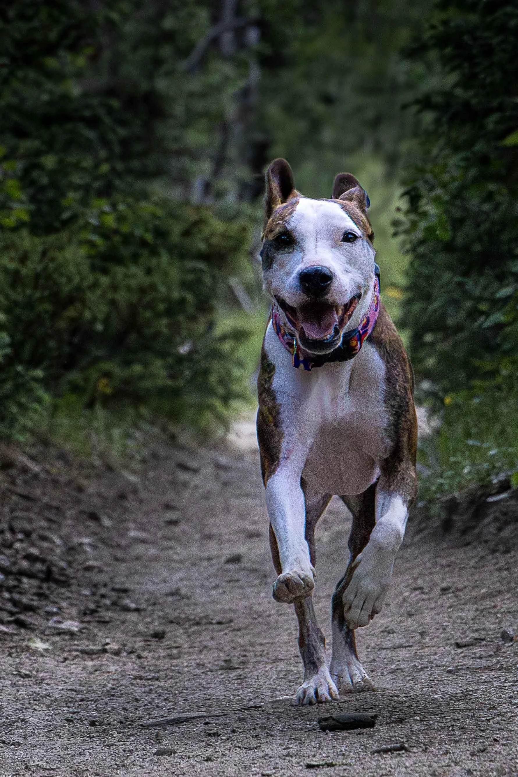 A happy dog running down a dirt trail in a wooded area.