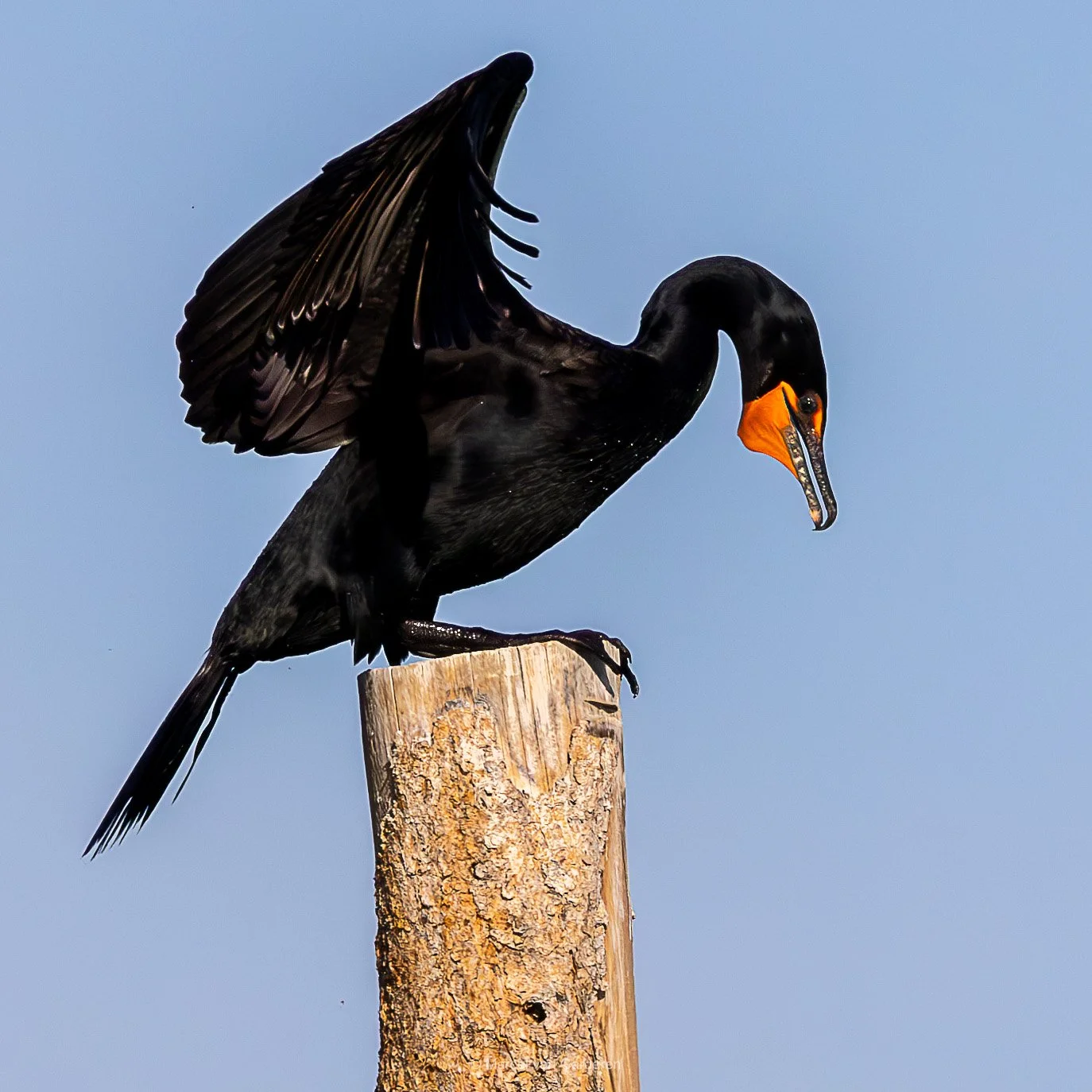 A black cormorant bird perched on a wooden post with wings slightly open against a blue sky background.