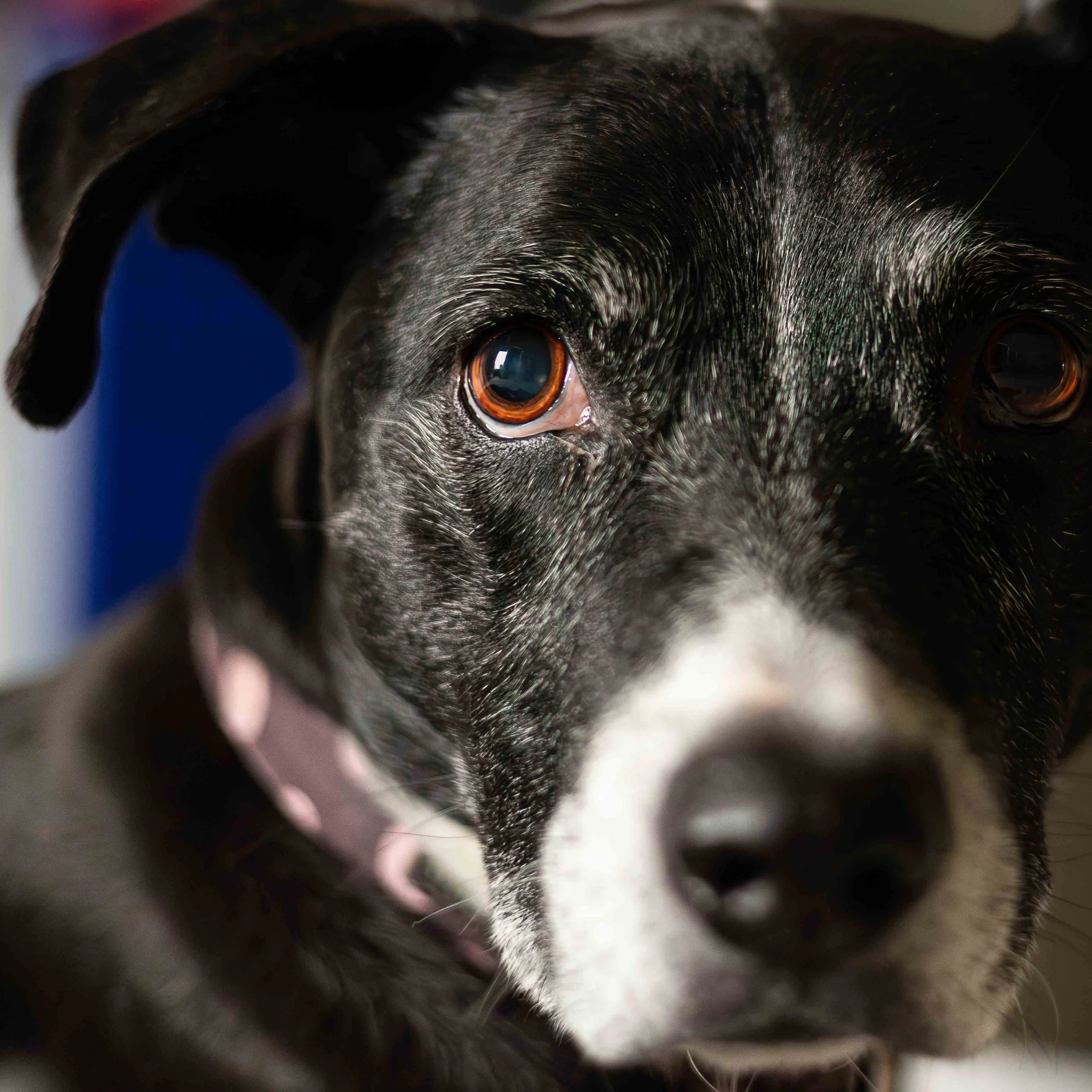 Close-up of a black and white dog with dark brown eyes, wearing a pink collar, looking directly at the camera.