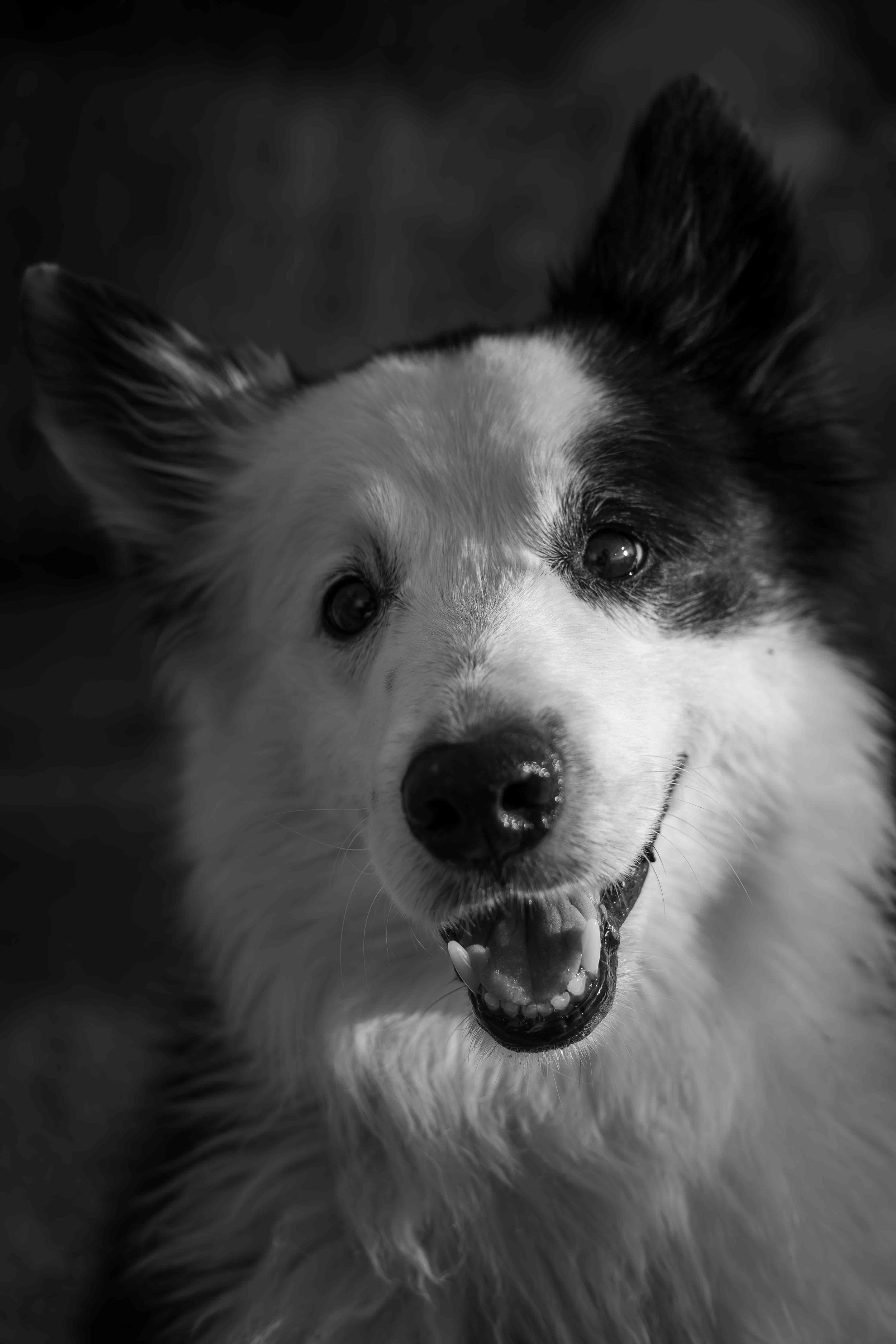 Close-up of a happy border collie dog with a friendly expression, black and white photo.