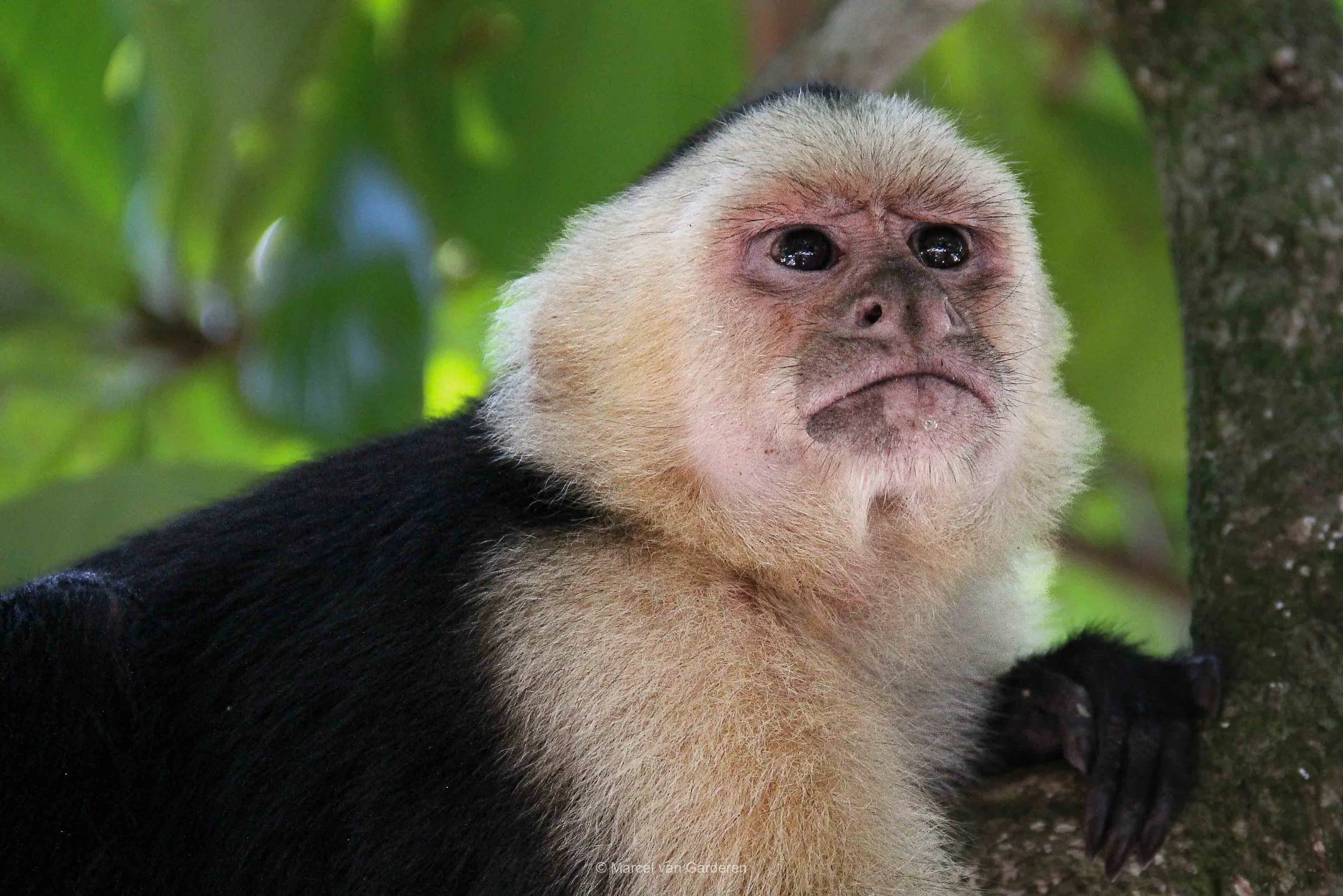 Close-up of a capuchin monkey with expressive face, beige fur on face and black fur on body, holding onto a tree trunk with green leaves in the background.