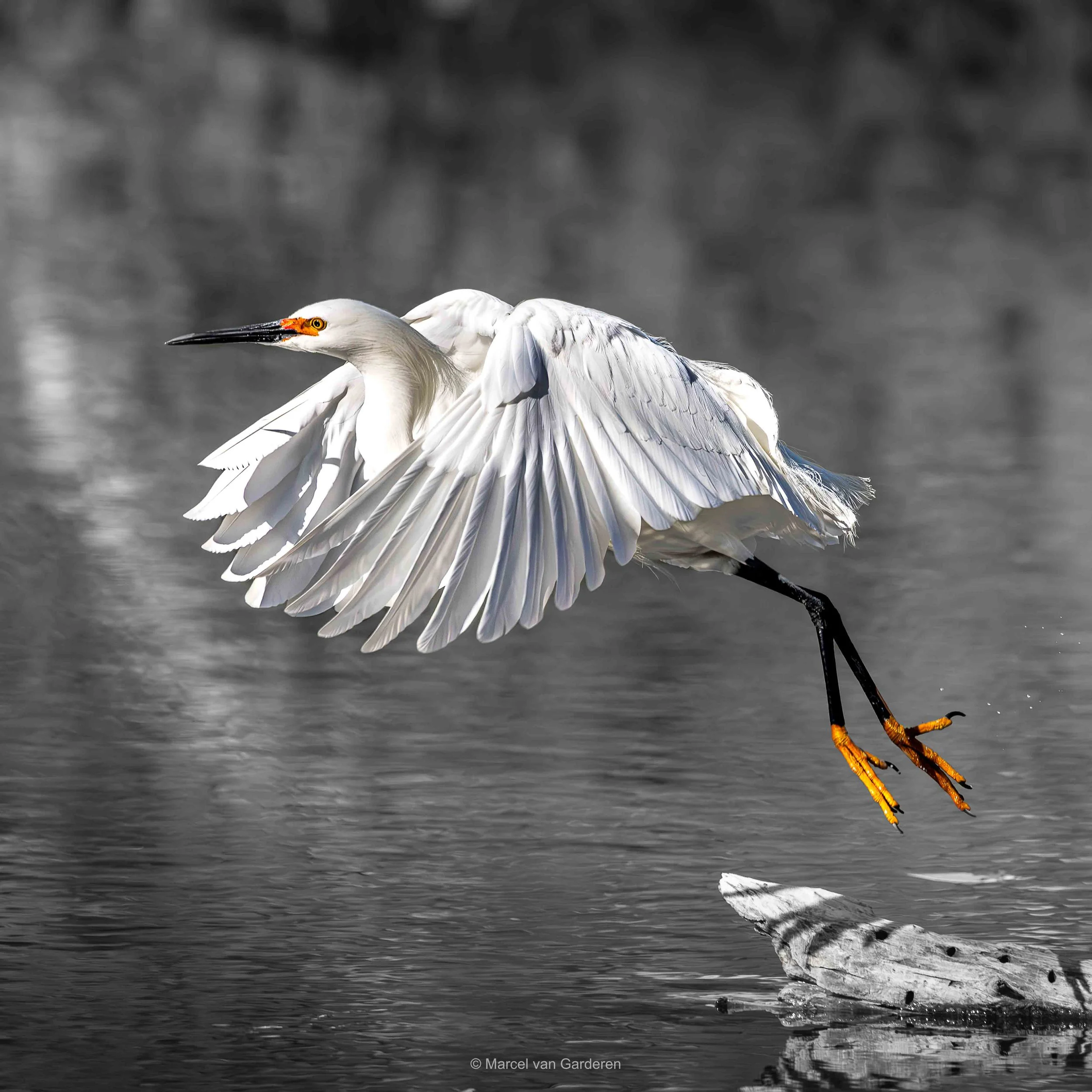 A white heron with spread wings and yellow-orange feet landing on a piece of wood in a body of water.