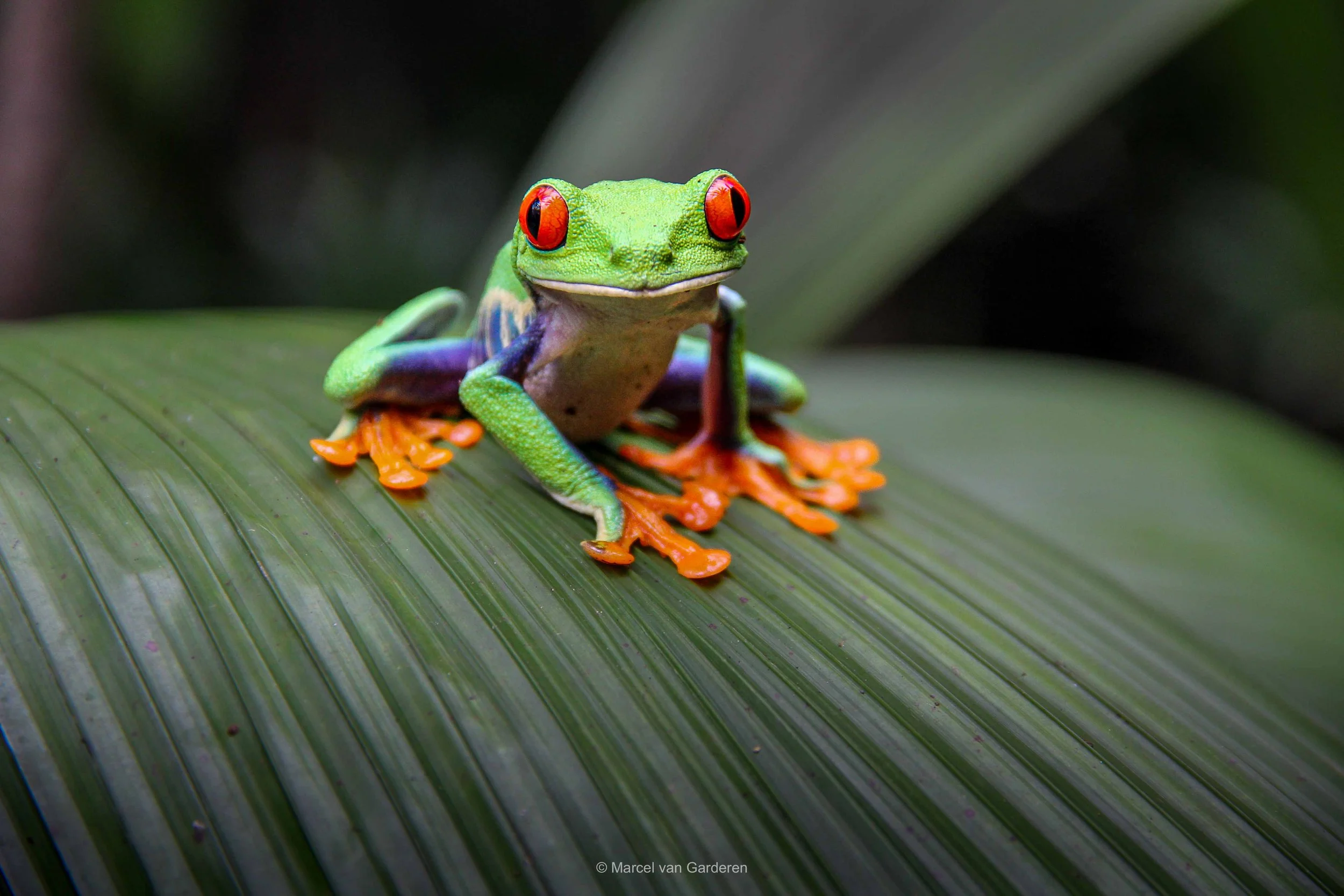 A colorful red-eyed tree frog sitting on a large green leaf.
