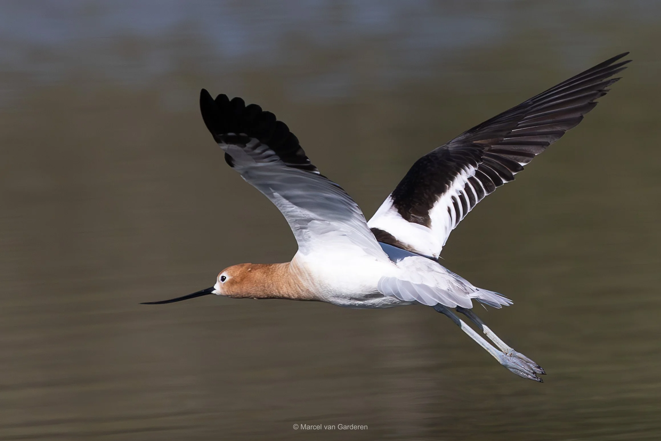 A bird in flight with long, slender beak, brownish head, white body, and black and white wings flying over water.