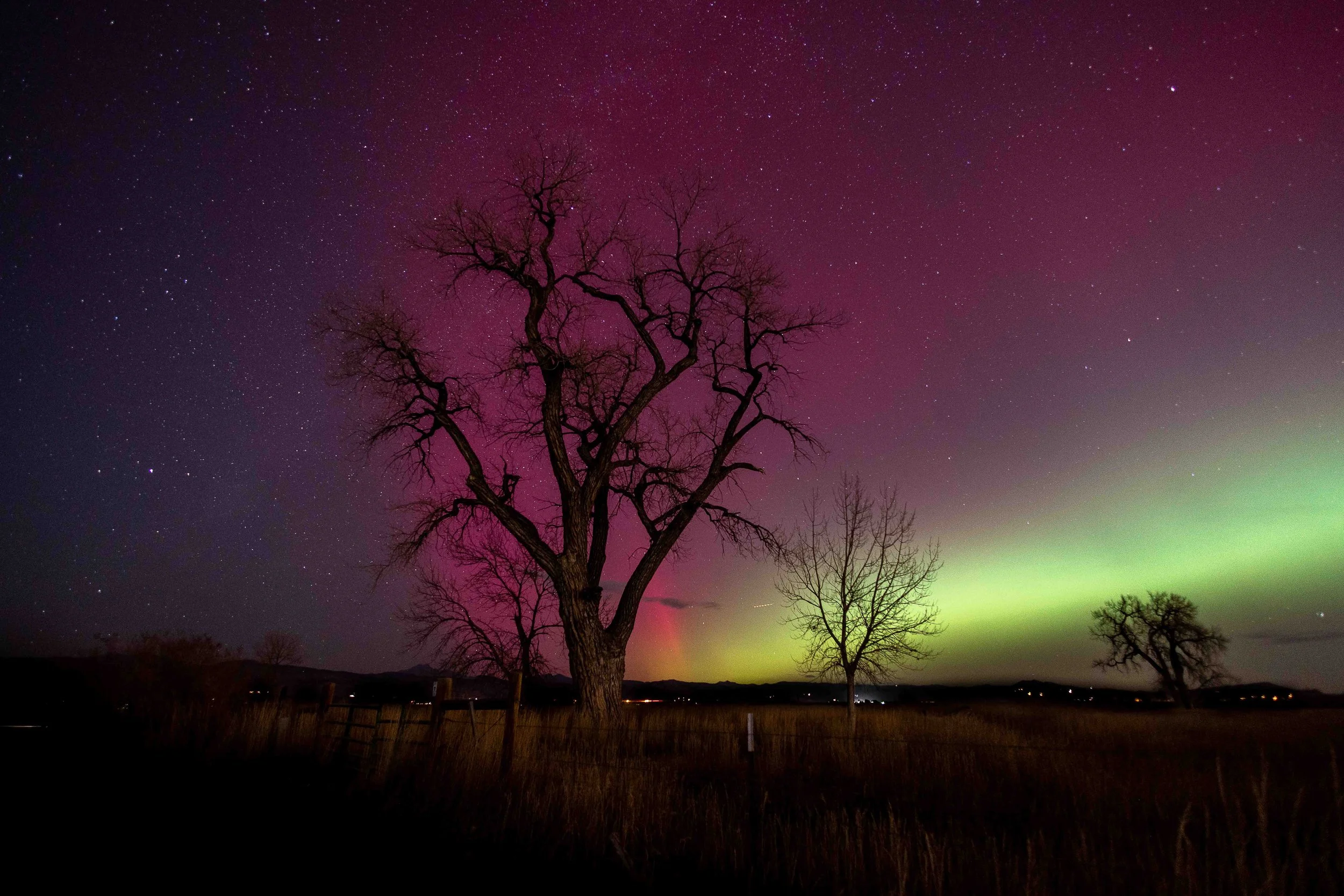 Night sky with stars and the Northern Lights showing green and purple hues, silhouettes of leafless trees, and a dark landscape with faint distant lights.