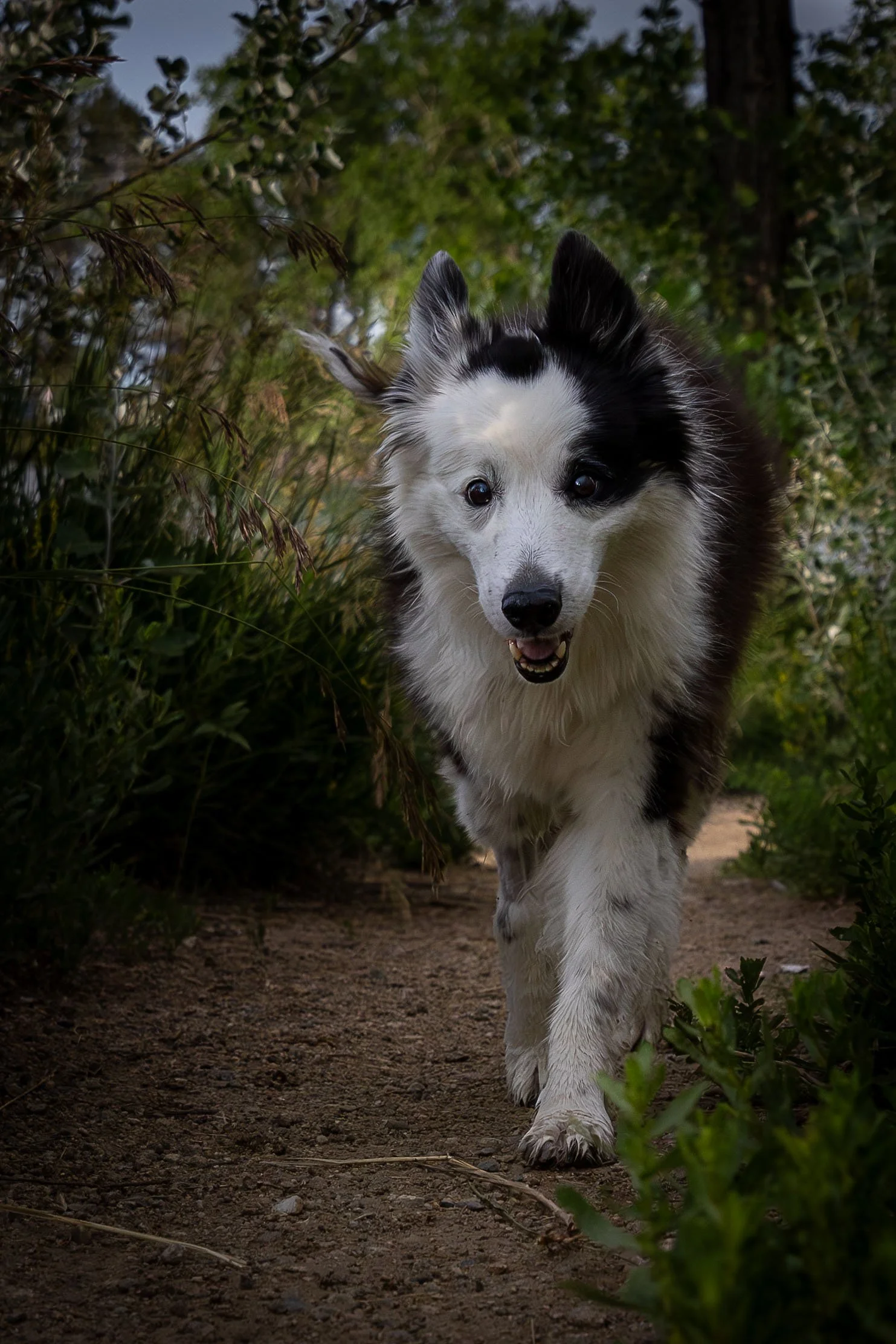 A black and white Border Collie dog walking on a dirt trail through a forested area.