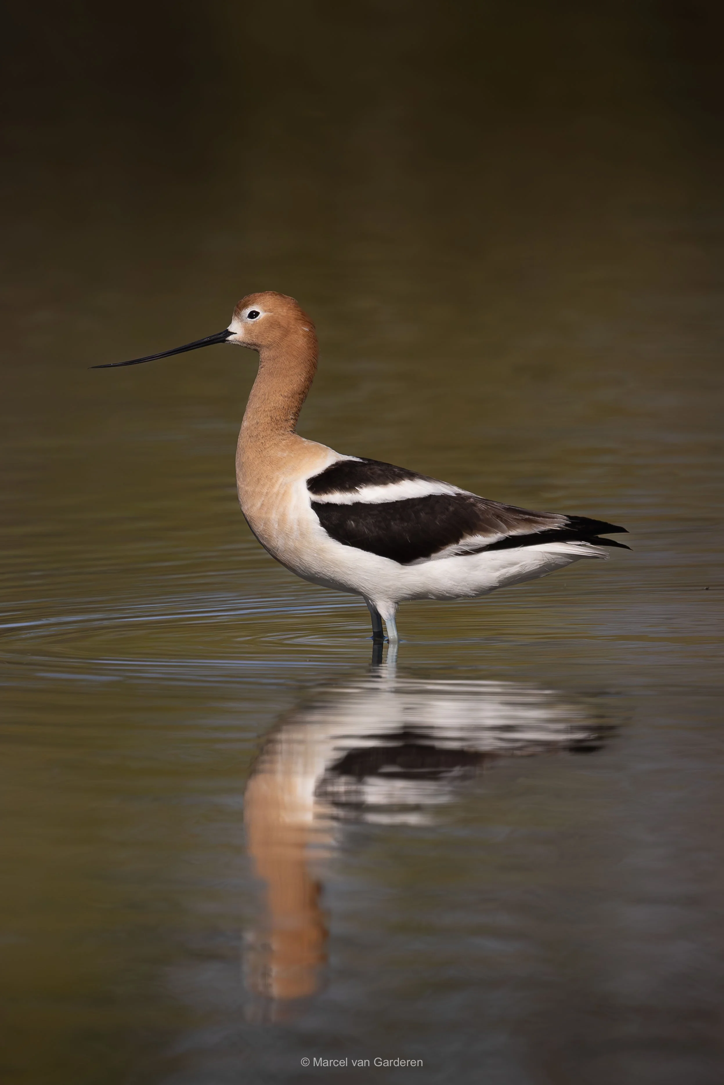A long-beaked bird standing in shallow water with its reflection visible.