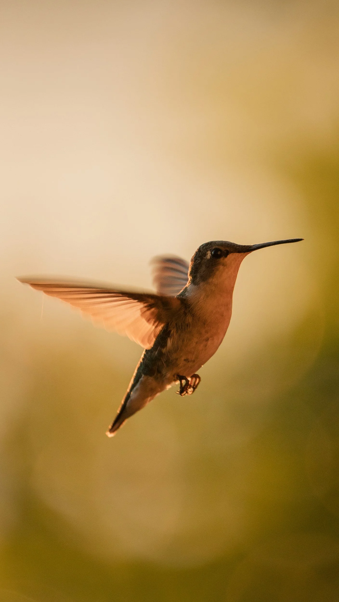 A hummingbird flying with wings spread, in front of a blurred, green and yellow background.