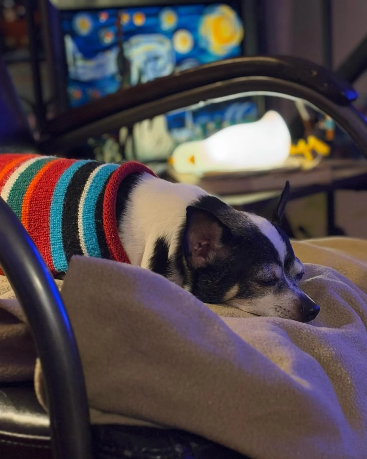 @chonk.is in dreamland 💤 💭