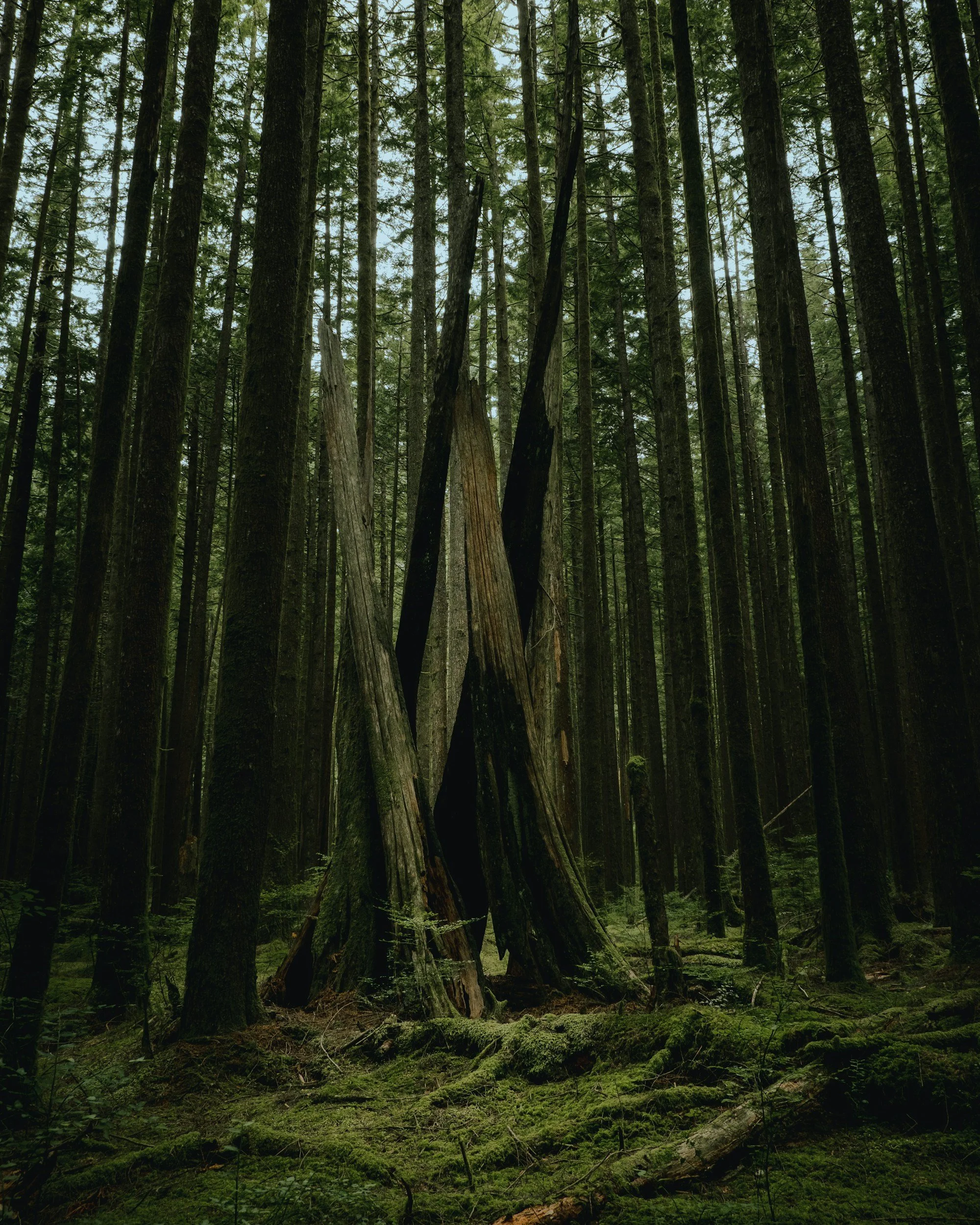Dense forest with tall trees, moss-covered ground, and a large fallen tree trunk in the center.
