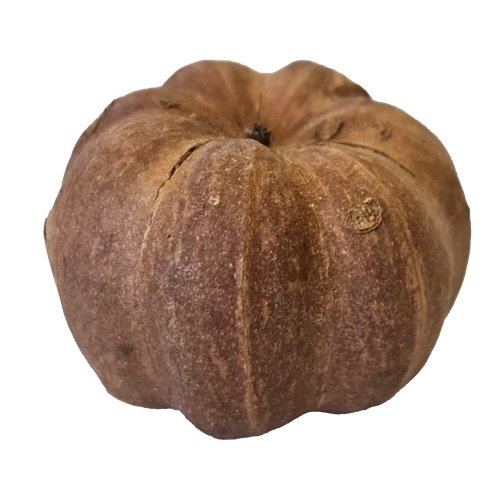 curcurbita2.jpg