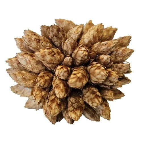 desert bloom2.jpg