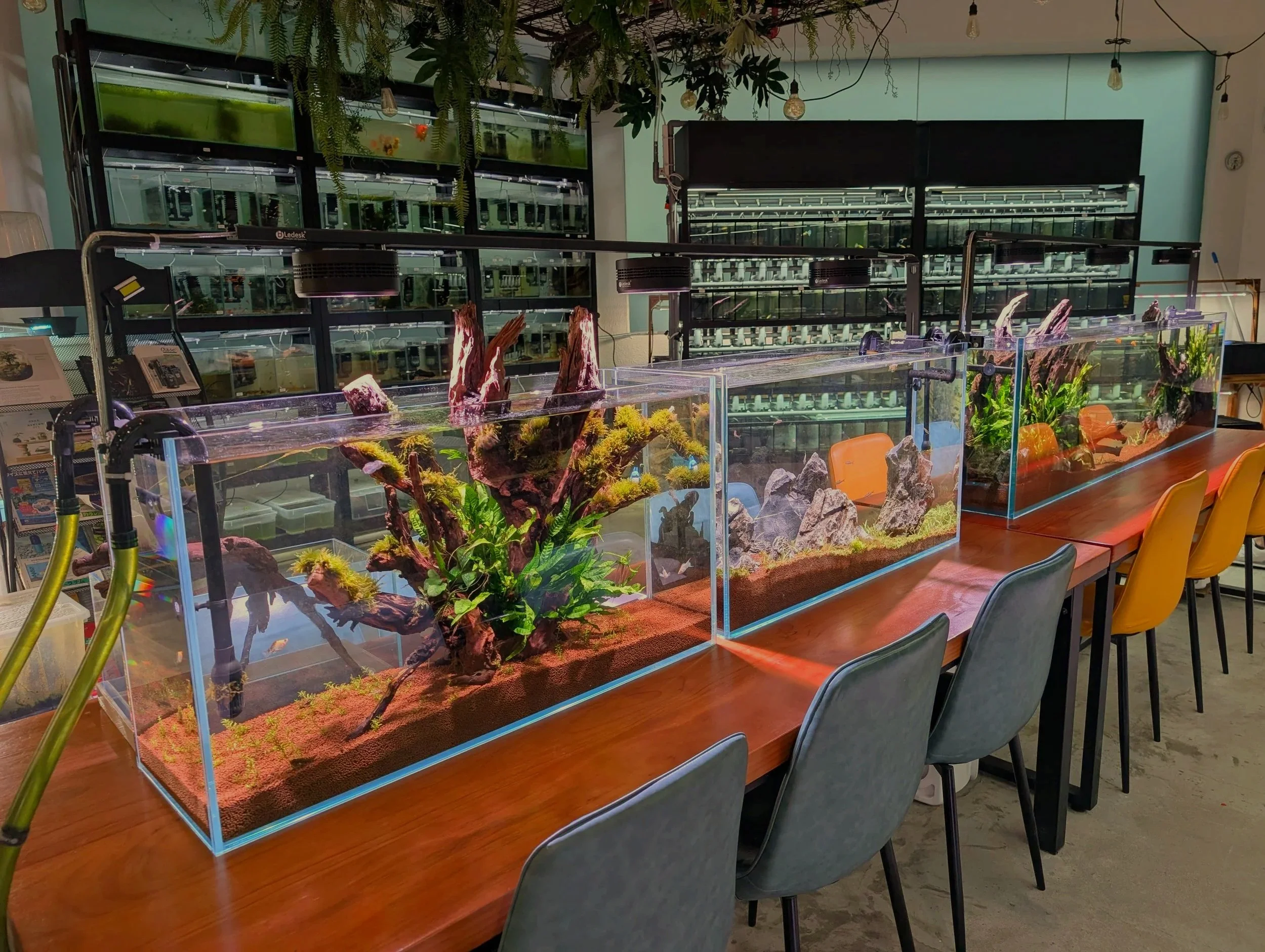 Several glass aquariums with aquatic plants and decorative rocks on a wooden table in Nature Therapy Studio, with shelving and equipment in the background.