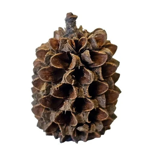 Casurina cone2.jpg