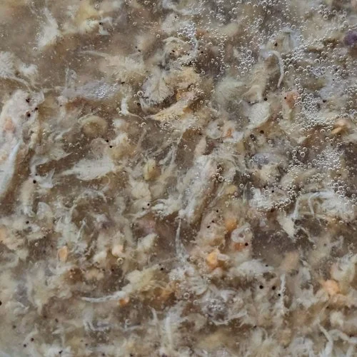 Artemia garlic1.jpg