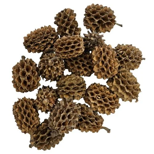 Casurina cone1.jpg