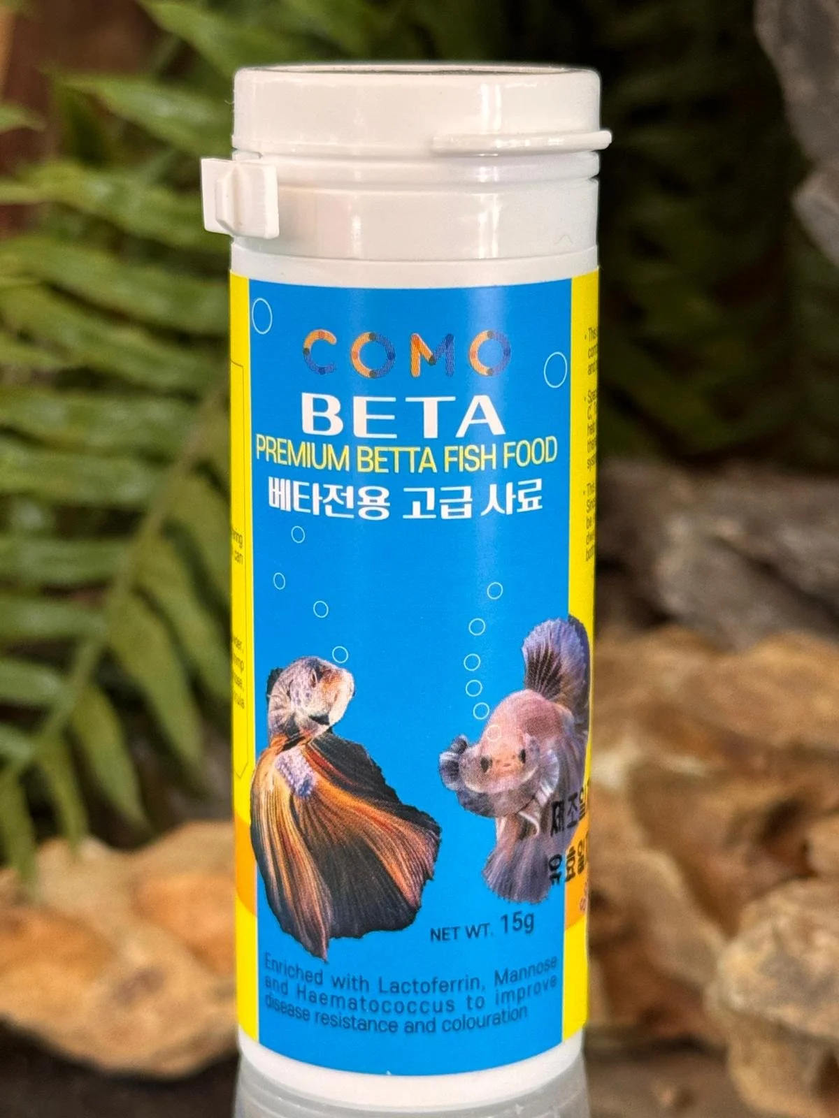 Como Beta Fish