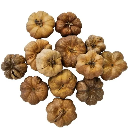 curcurbita1.jpg