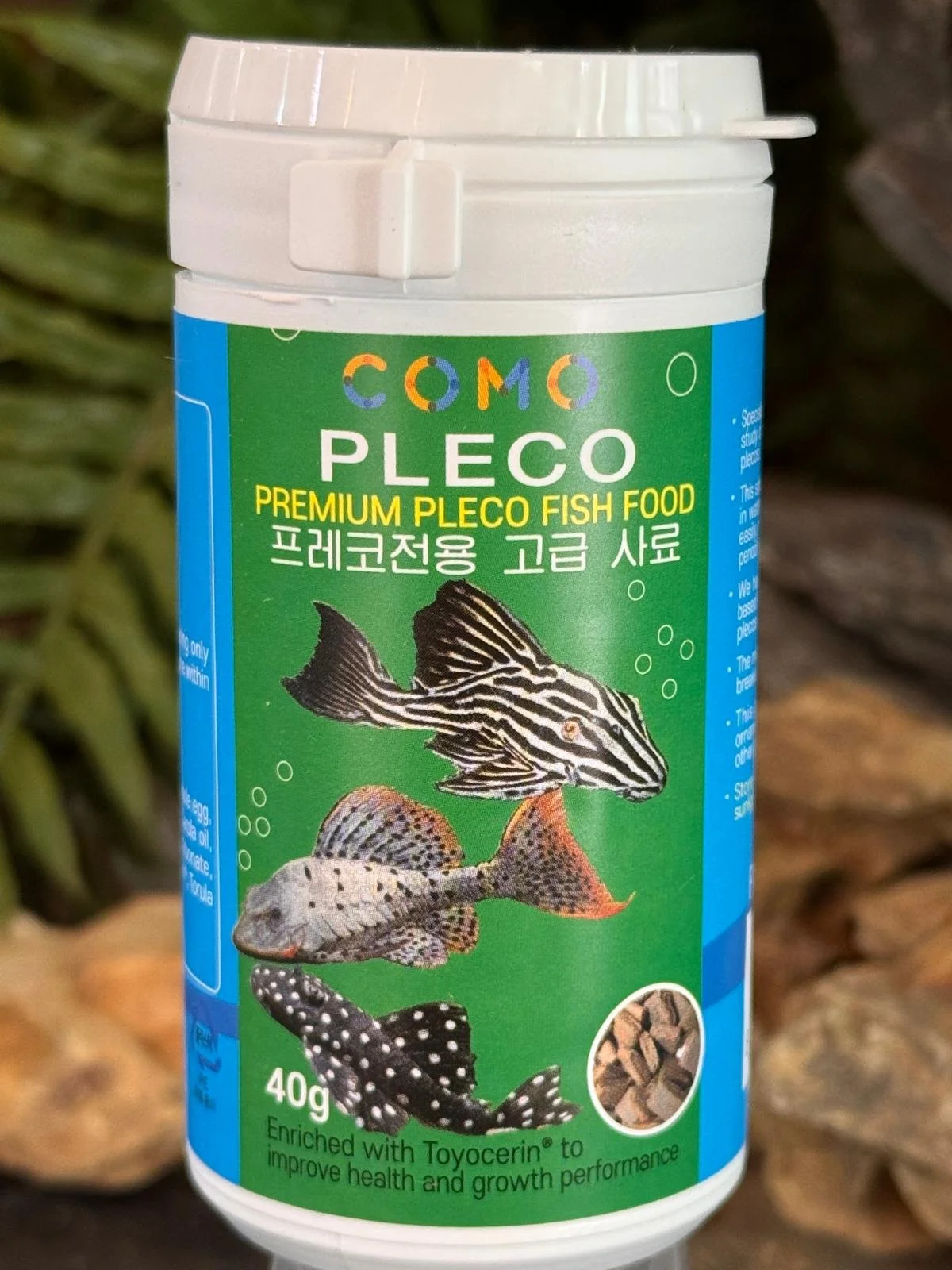 Como Pleco Fish