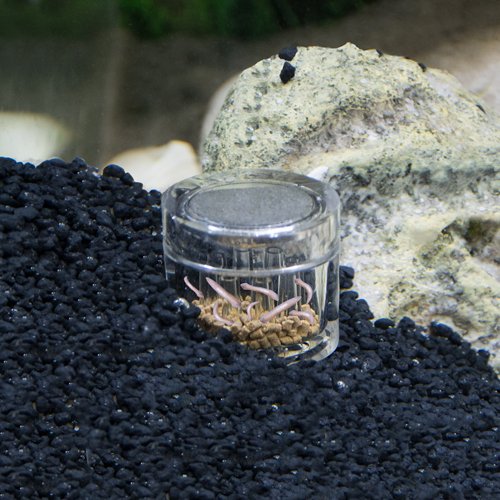 Planaria X3.jpg