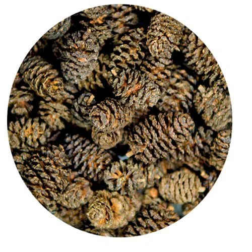 Alder cones1.jpg
