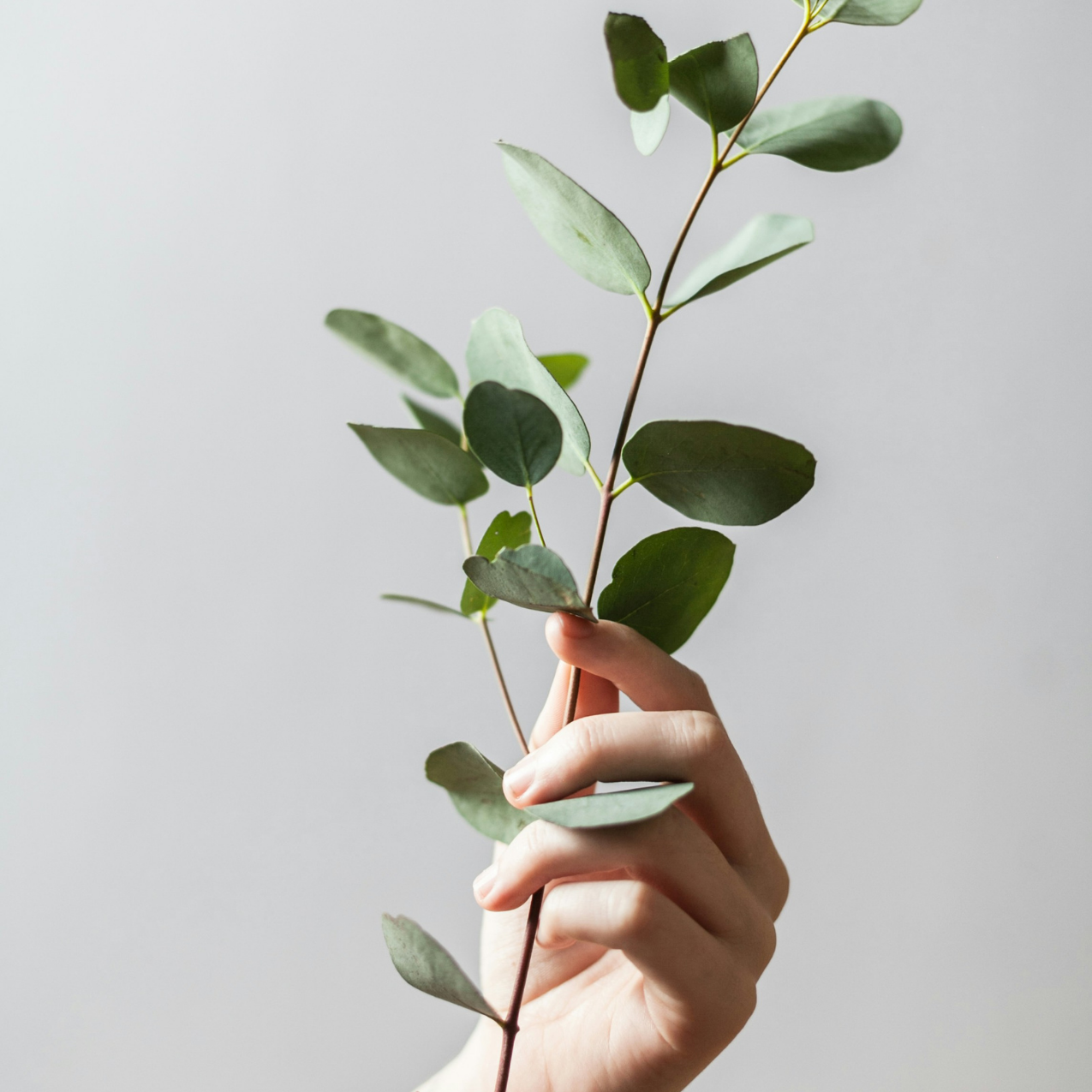 Hand holding vine