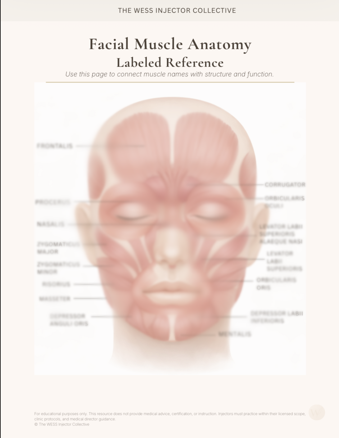 Facial Muscle Anatomy
