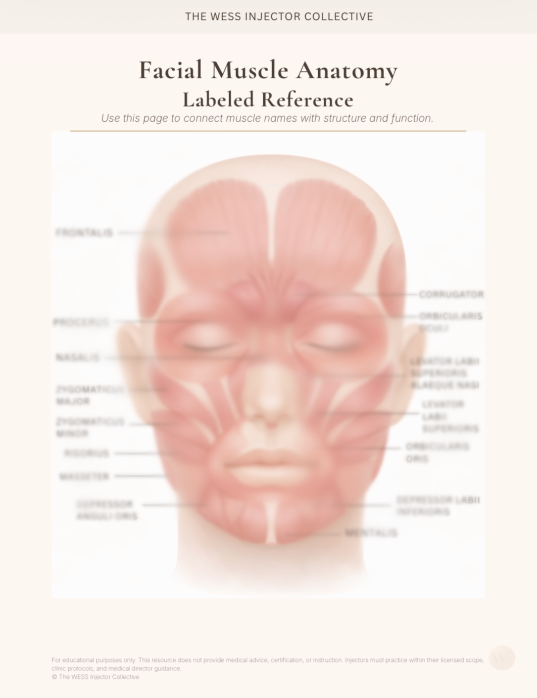 Facial Muscle Anatomy